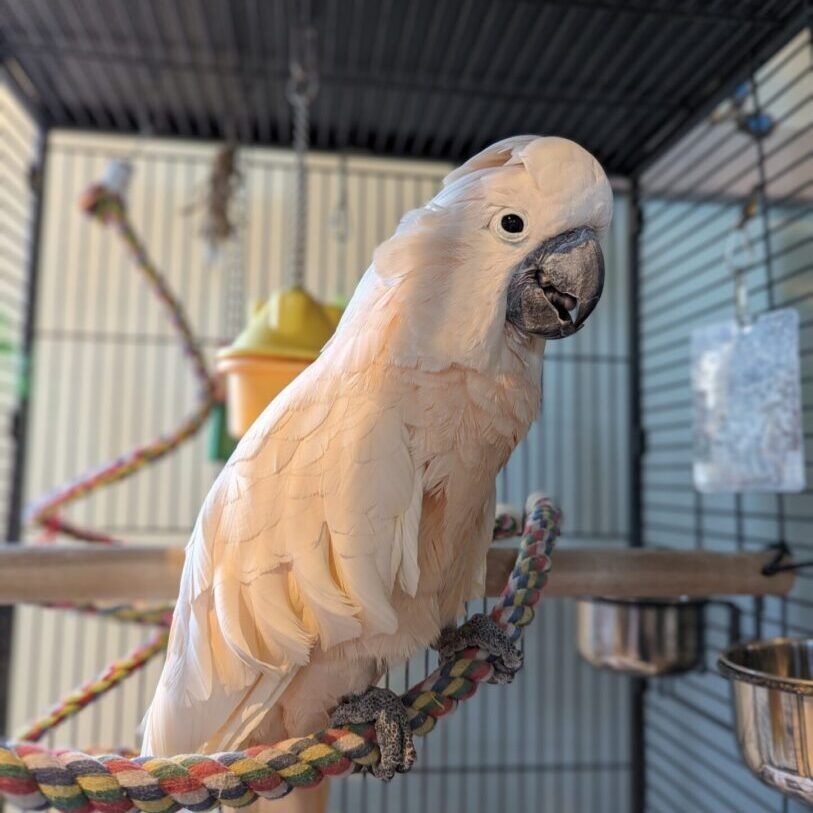 Salmon-colored cockatoo perches in a cage, looking to the right.