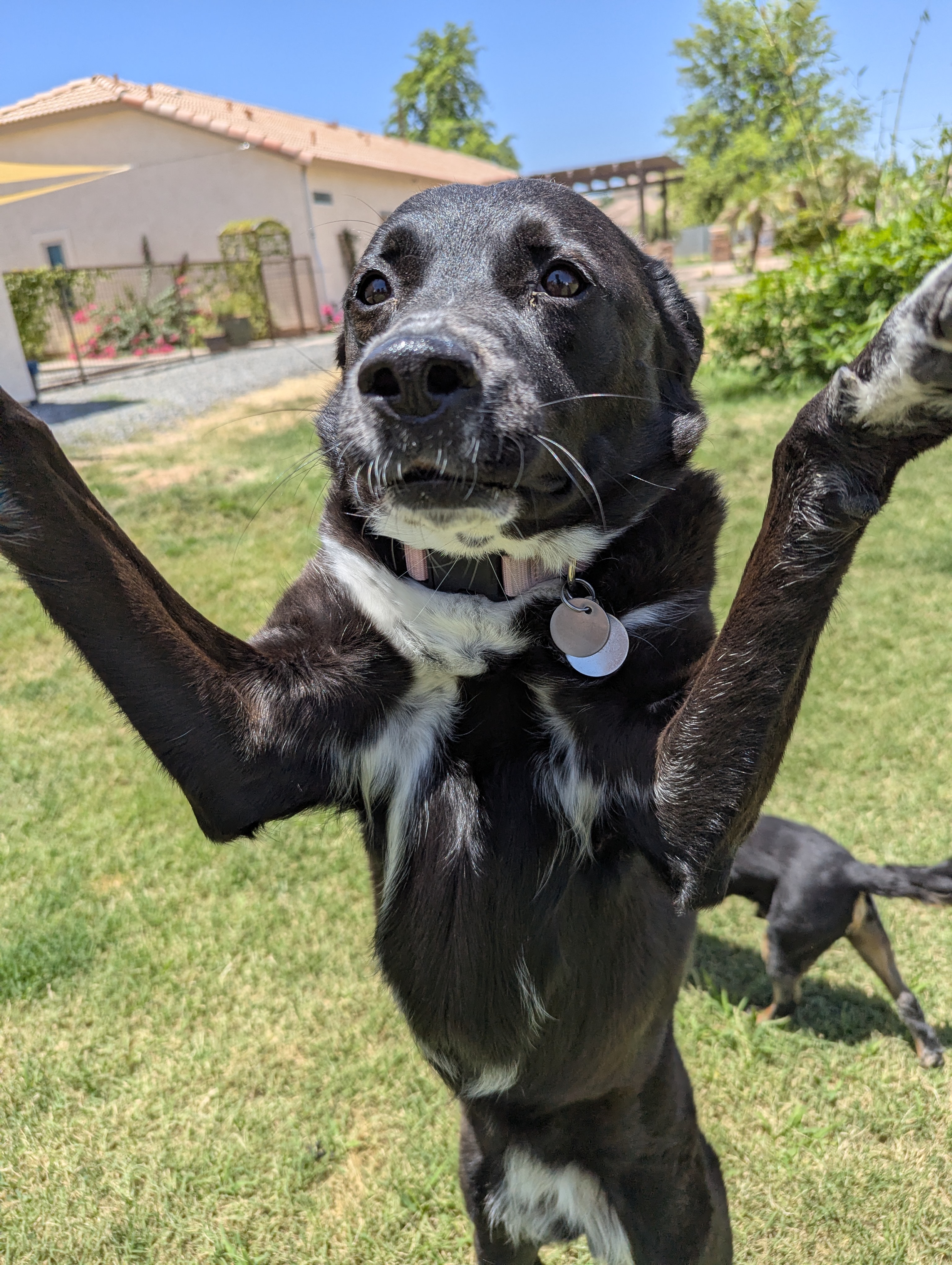 Black dog standing on hind legs with arms up, in a grassy yard.