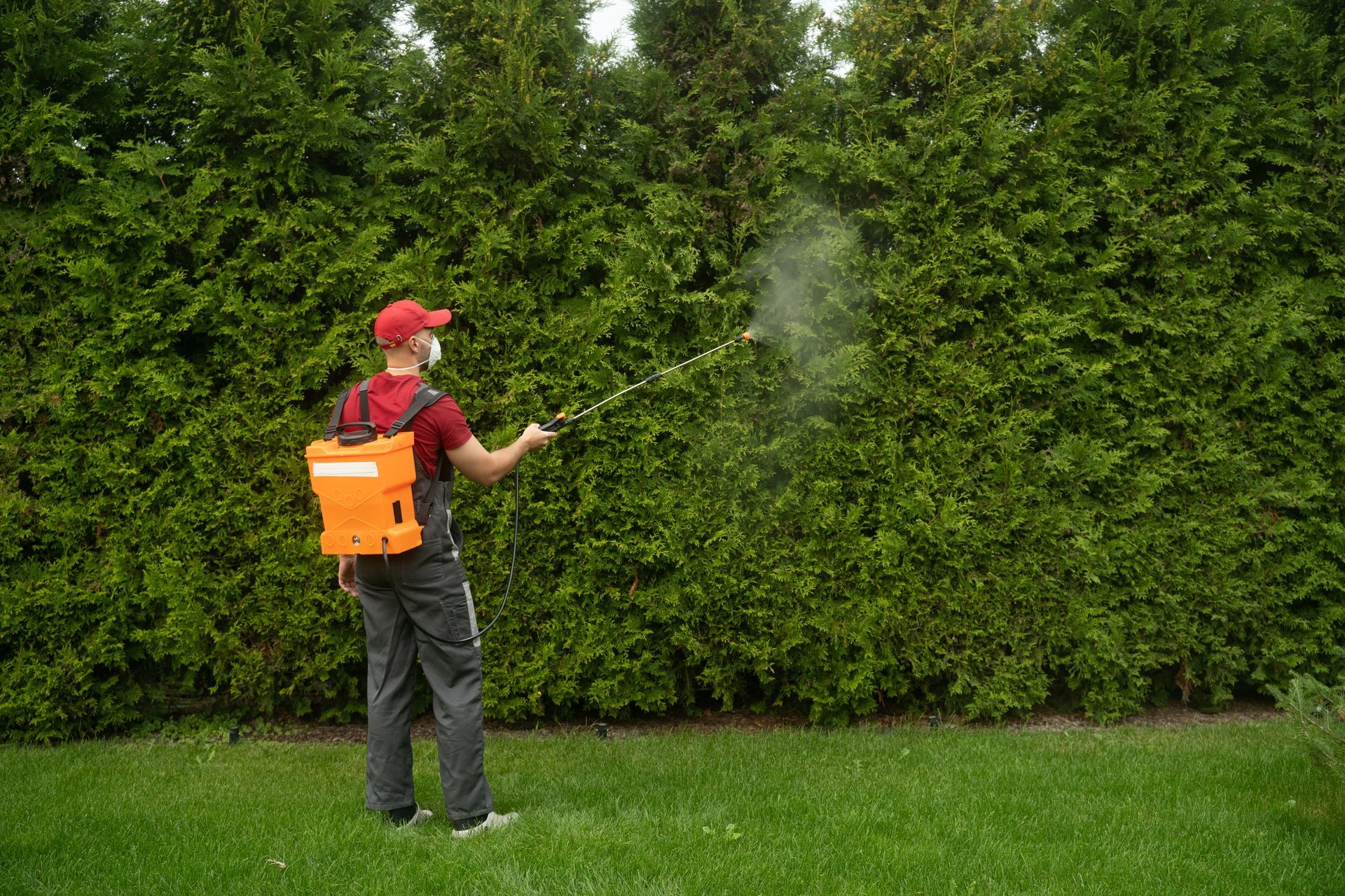 Person using a backpack sprayer in a hedge-lined yard, spraying mist onto green bushes. Person using a backpack sprayer in a hedge-lined yard, spraying mist onto green bushes.