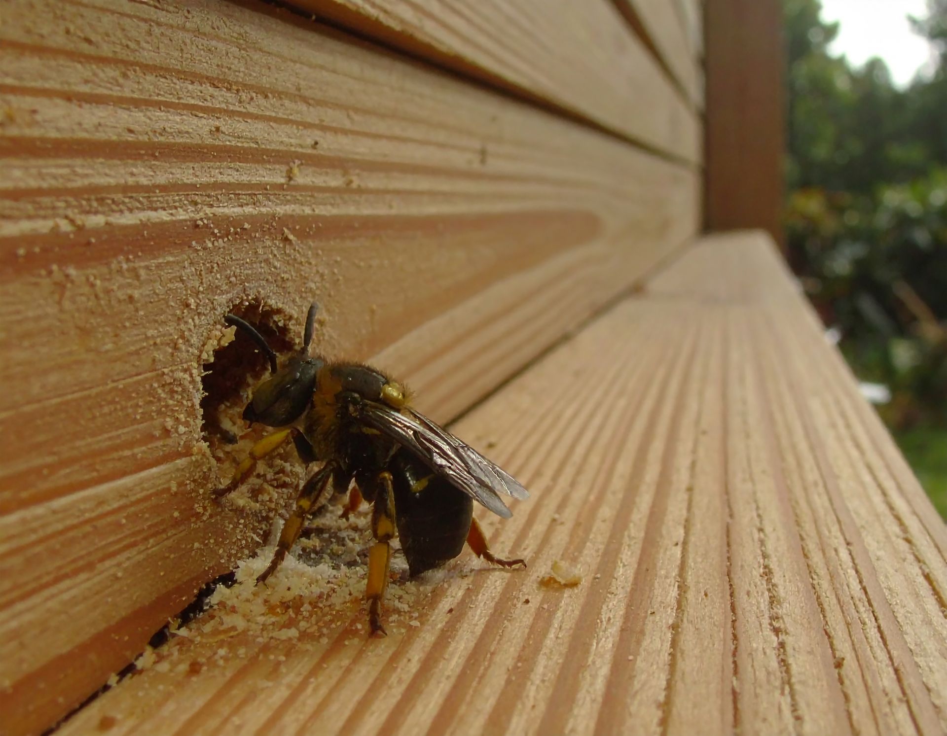 Bee at the entrance of a wooden wall opening Bee at the entrance of a wooden wall opening