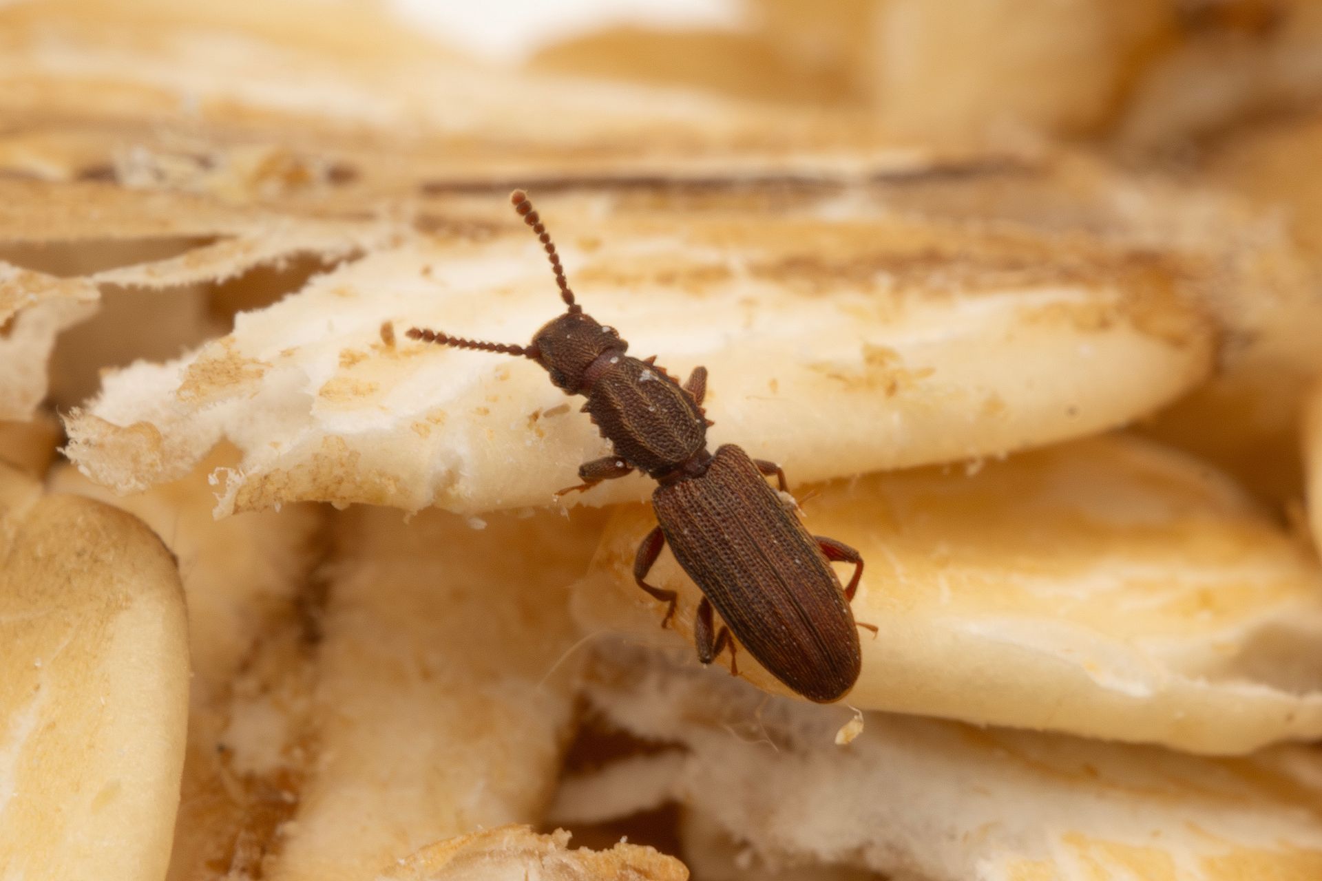Brown beetle crawling on dried grains or pasta close-up Brown beetle crawling on dried grains or pasta close-up