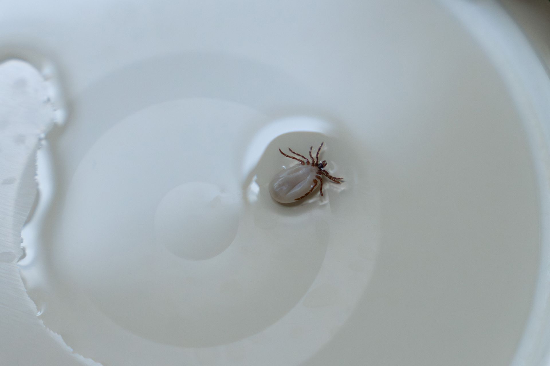 Close-up of an engorged tick on a white surface after removal.
