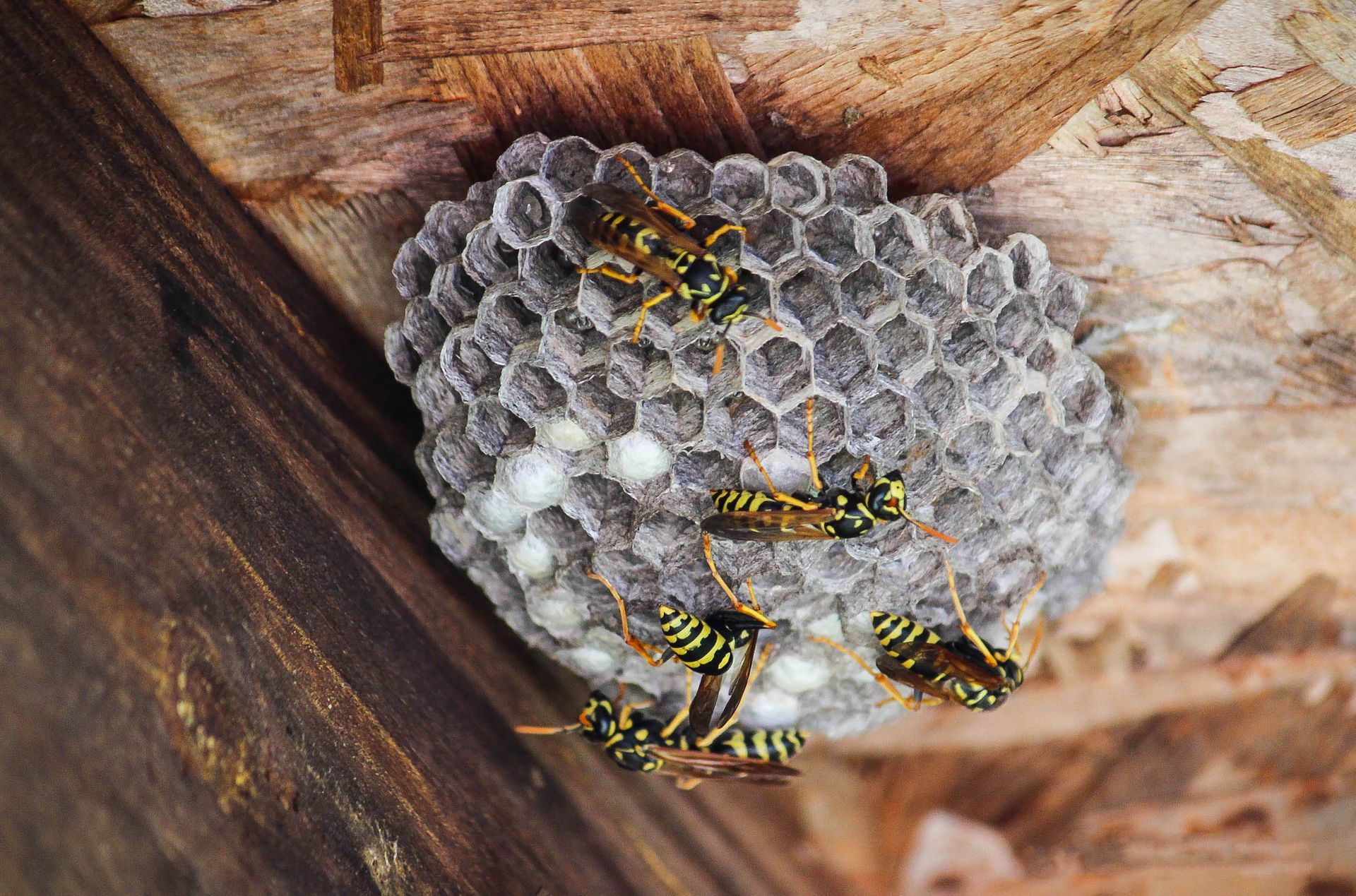 Close-up of several yellow-and-black wasps on a small hexagonal nest under a wooden surface Close-up of several yellow-and-black wasps on a small hexagonal nest under a wooden surface