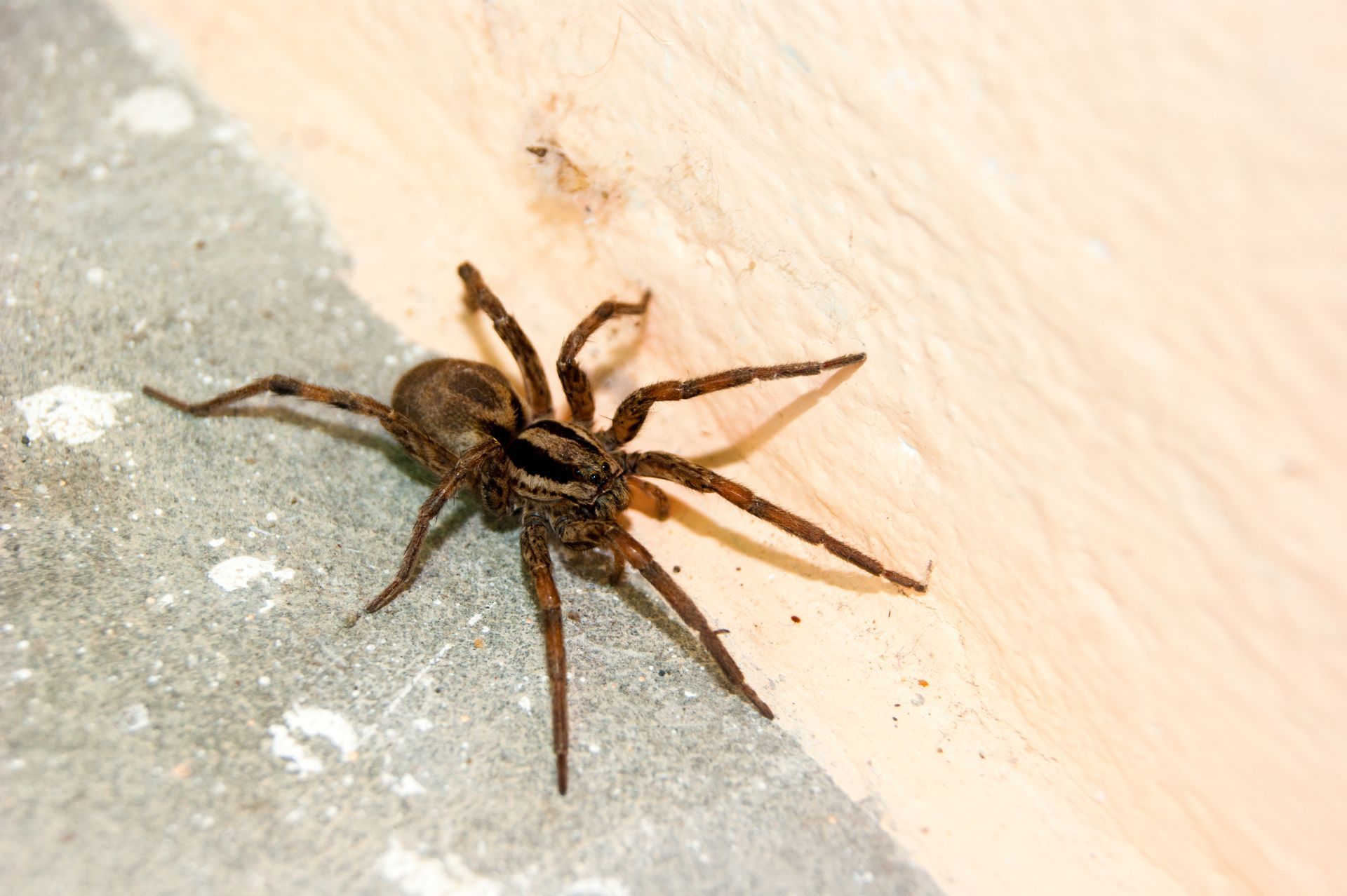 Brown spider on a light concrete surface near a wall corner Brown spider on a light concrete surface near a wall corner