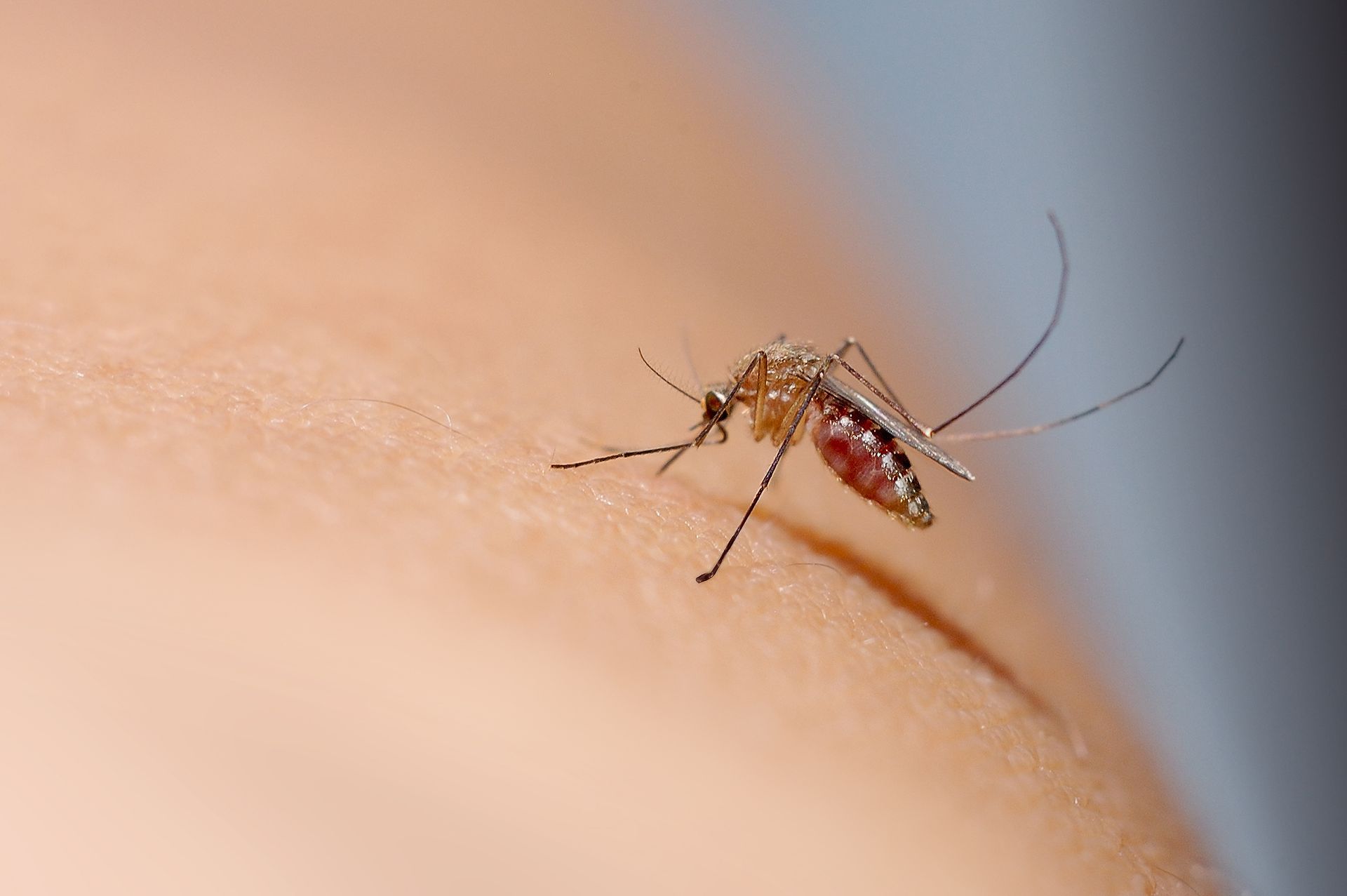 A mosquito resting on human skin, with its long legs and proboscis visible. A mosquito resting on human skin, with its long legs and proboscis visible.