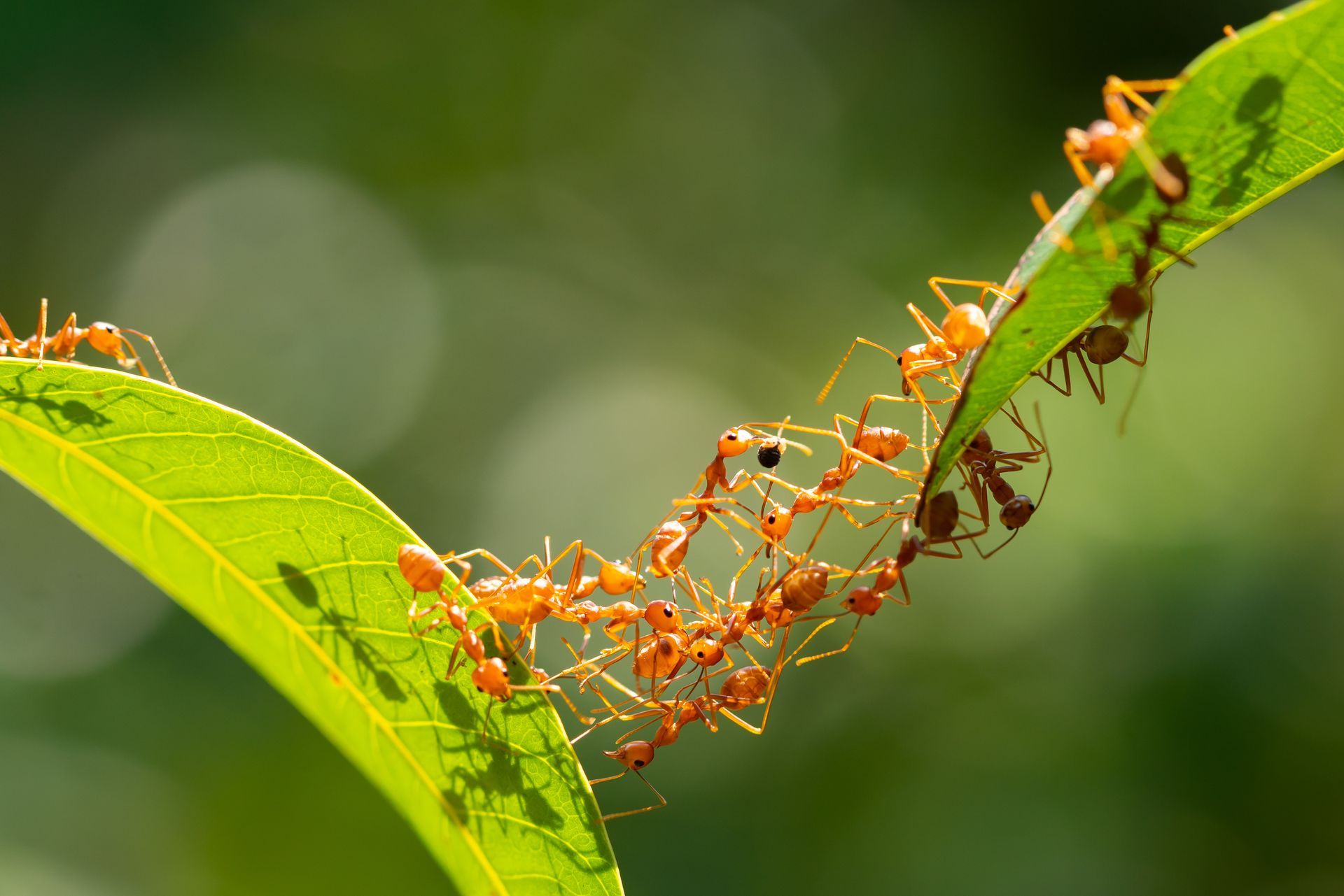 Orange ants marching along a green leaf and twig against a blurred green background Orange ants marching along a green leaf and twig against a blurred green background