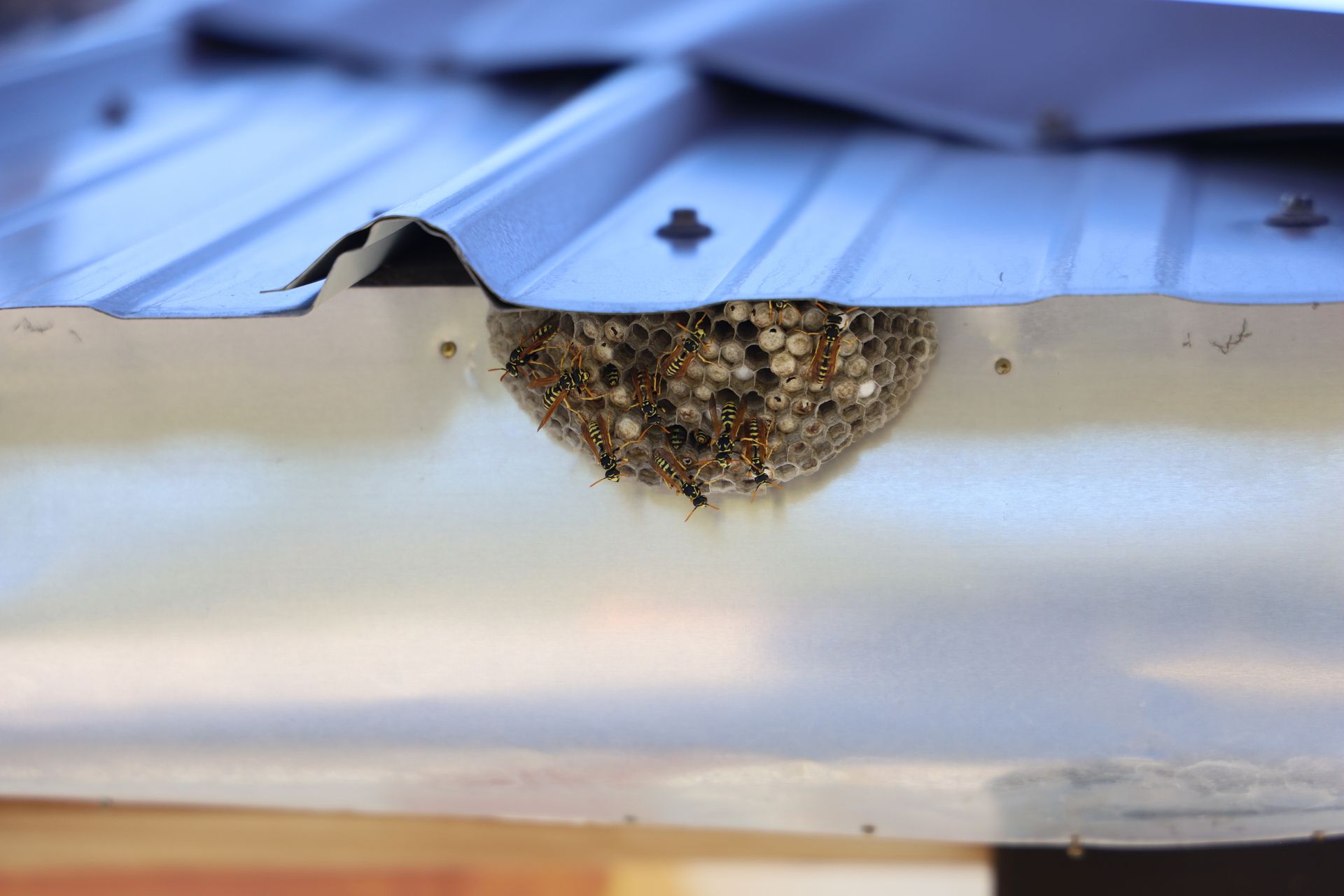 Paper wasp nest with active wasps built under a metal roof edge.