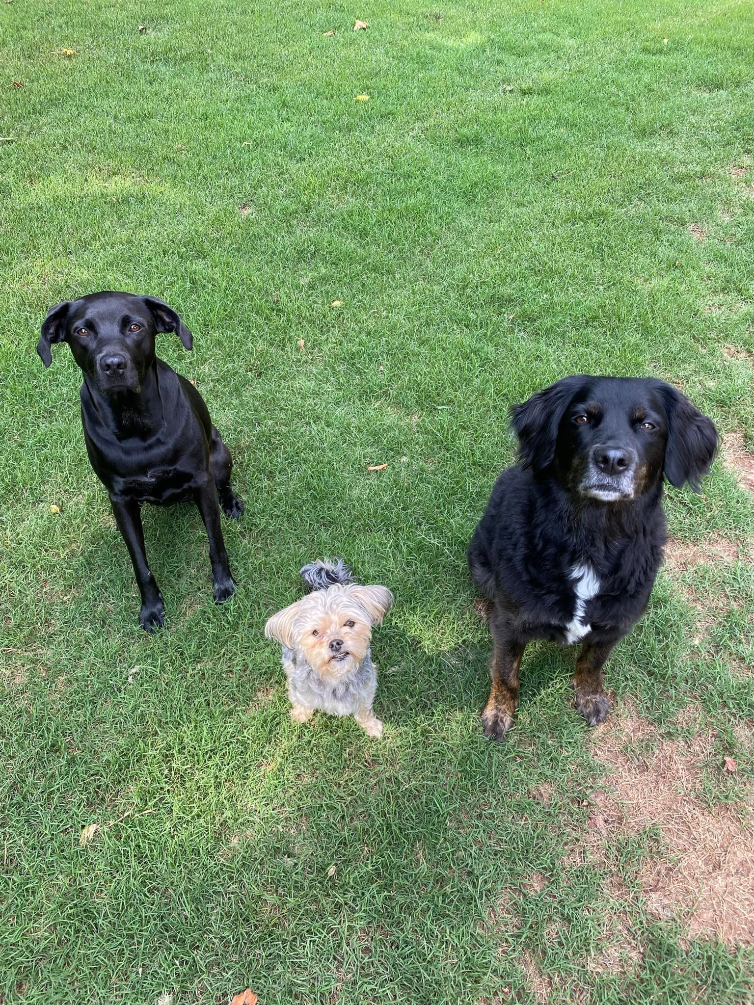 Three dogs are standing next to each other in the grass.
