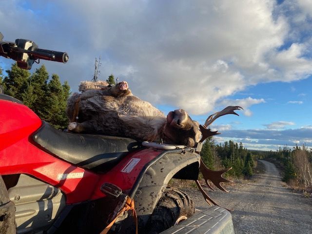 Trophy Moose