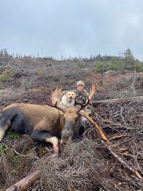 Trophy Moose
