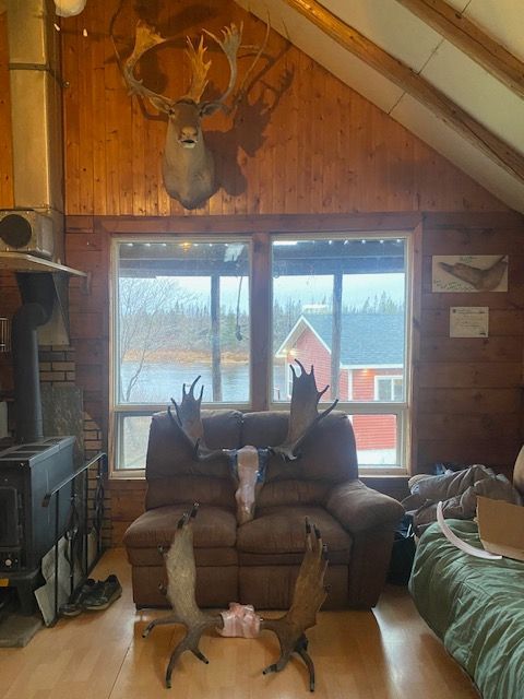 A living room with a couch and a deer head on the wall