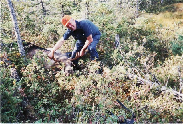 Trophy Caribou