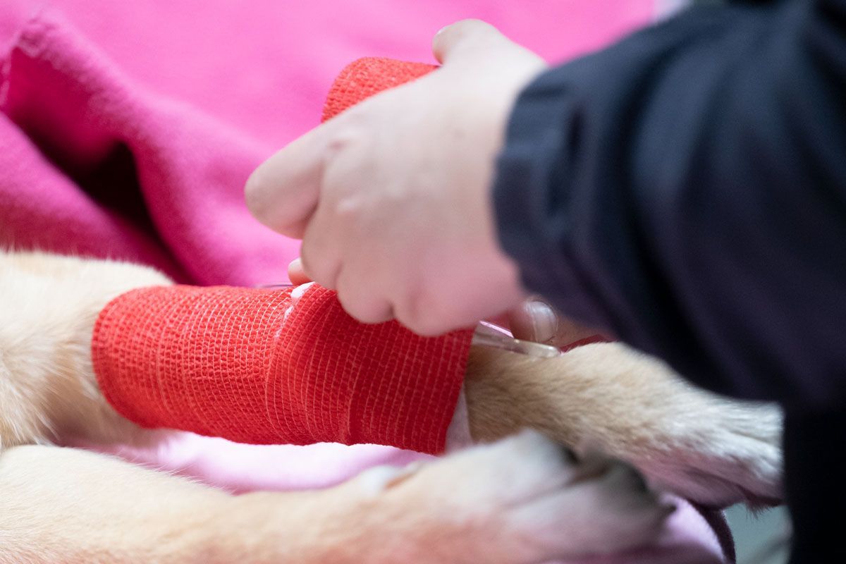 Eine Person umwickelt die Pfote eines Hundes mit einem roten Verband.