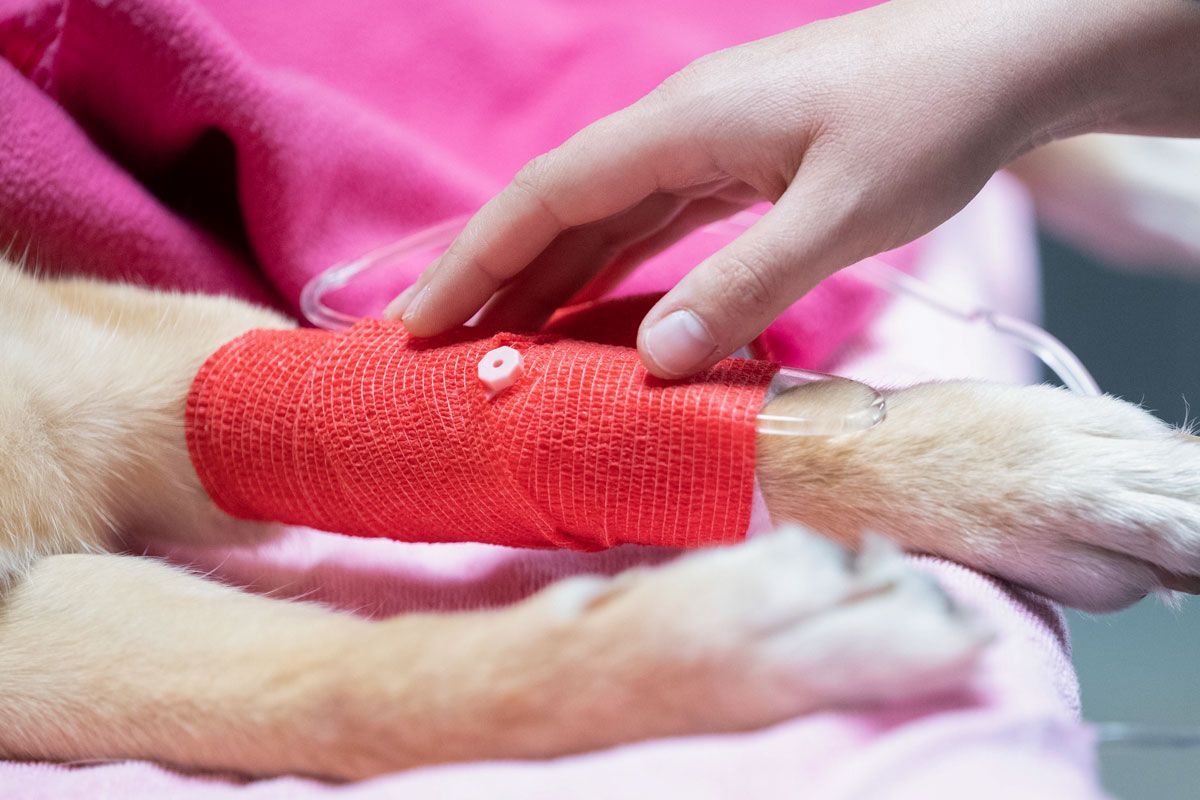 Ein Hund liegt mit einem roten Verband am Arm auf einem Bett.