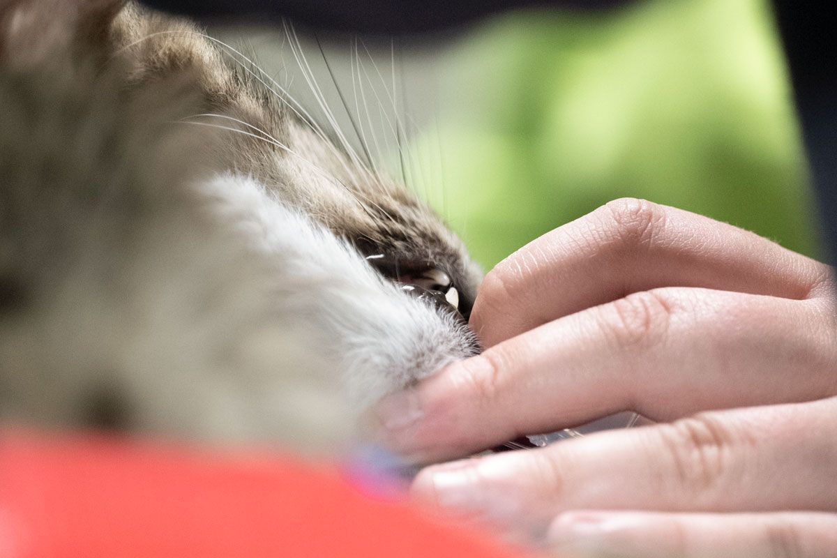 Eine Person streichelt mit dem Finger die Nase einer Katze.