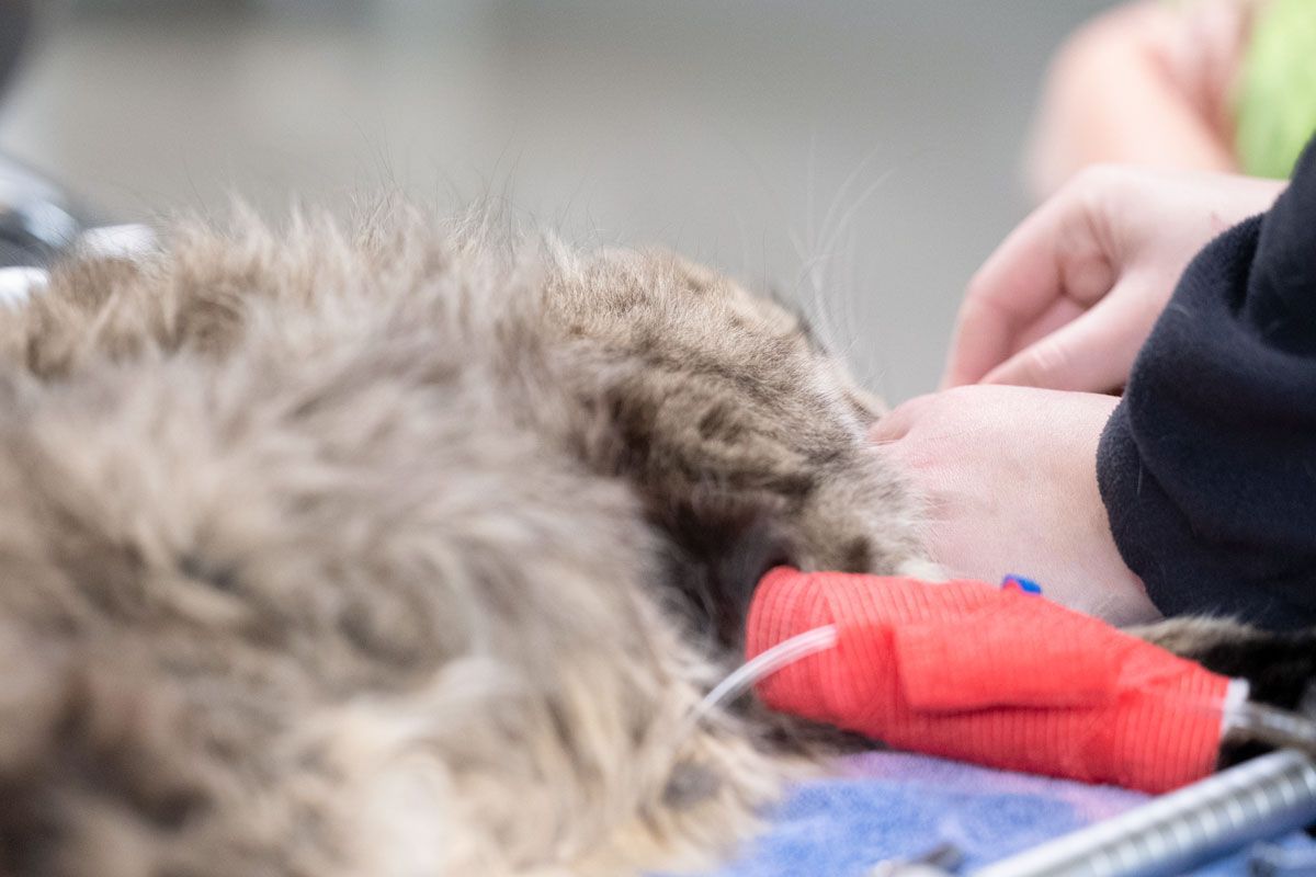 Eine Nahaufnahme einer Person, die eine Katze mit einer Infusion im Maul hält.