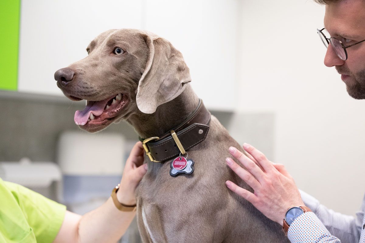 Ein Hund wird in einer Tierklinik von einem Tierarzt untersucht.