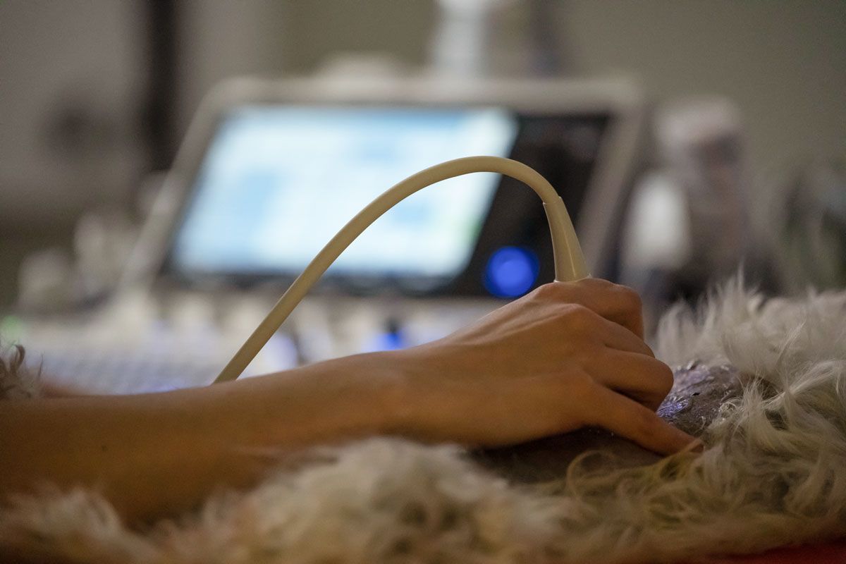 Eine Person verwendet ein Ultraschallgerät bei einem Hund.