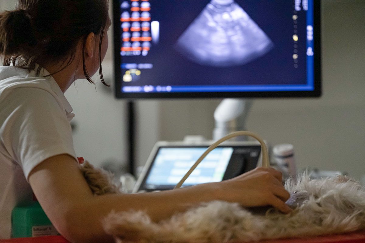 Eine Frau verwendet ein Ultraschallgerät bei einem Hund.