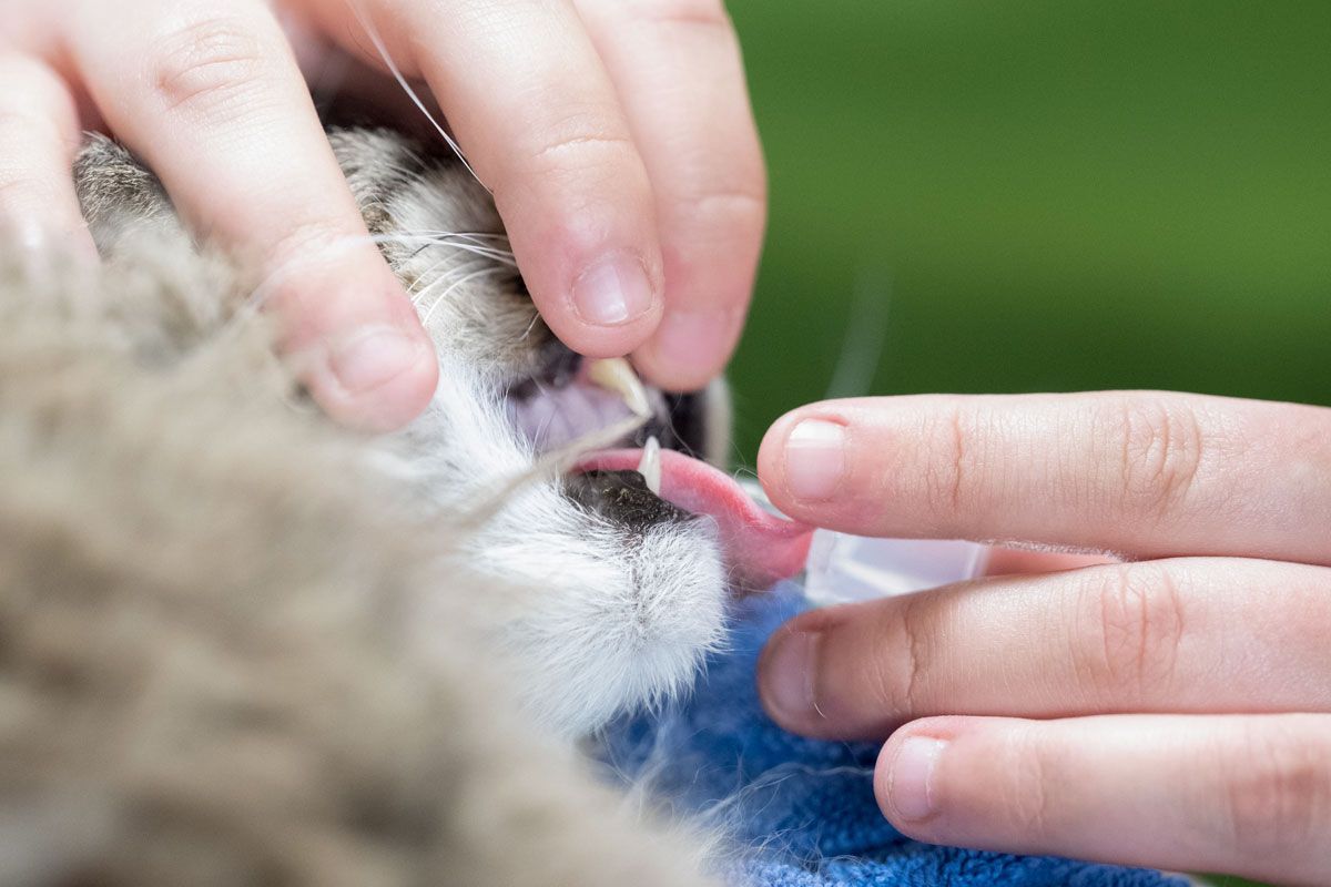 Eine Person reinigt die Zähne einer Katze mit einer Zahnbürste.