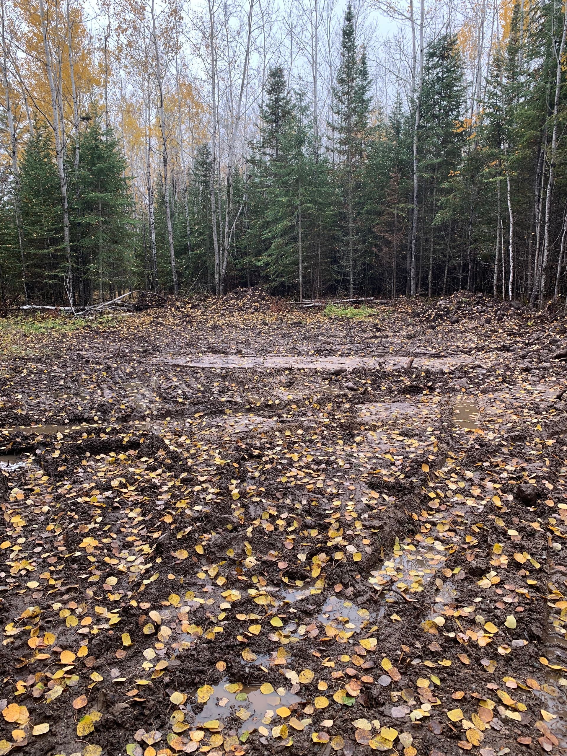 Muddy forest clearing with scattered yellow leaves, bordered by birch and evergreen trees in autumn.