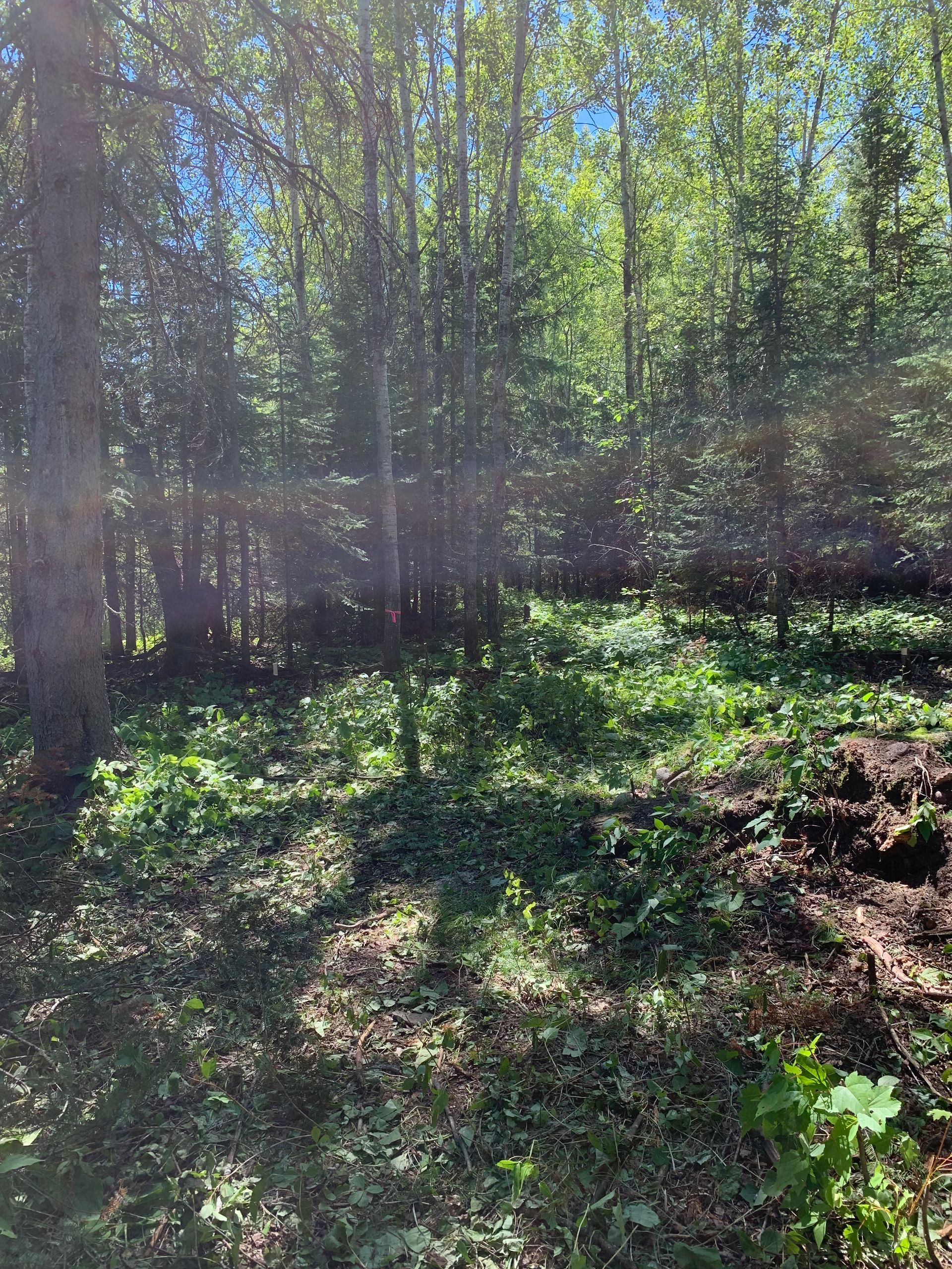 Sunlit forest clearing with dense green trees and leafy ground cover