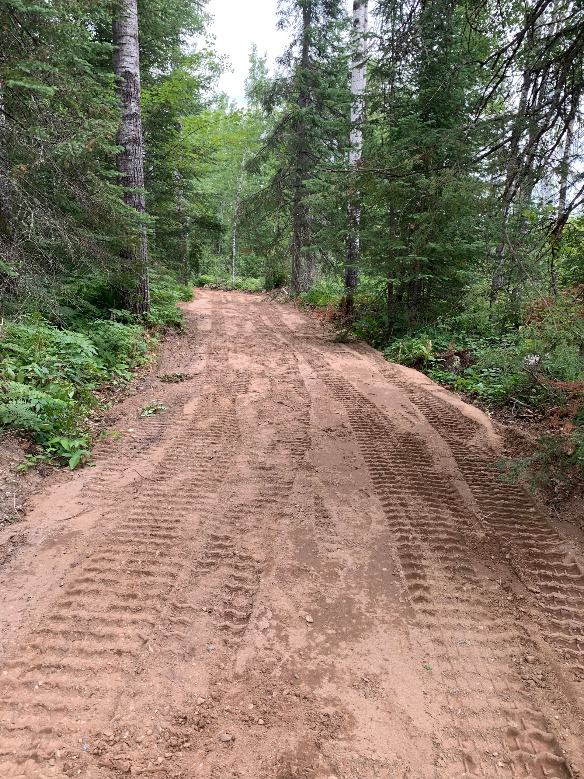 Dirt road through dense green forest with tire tracks leading uphill