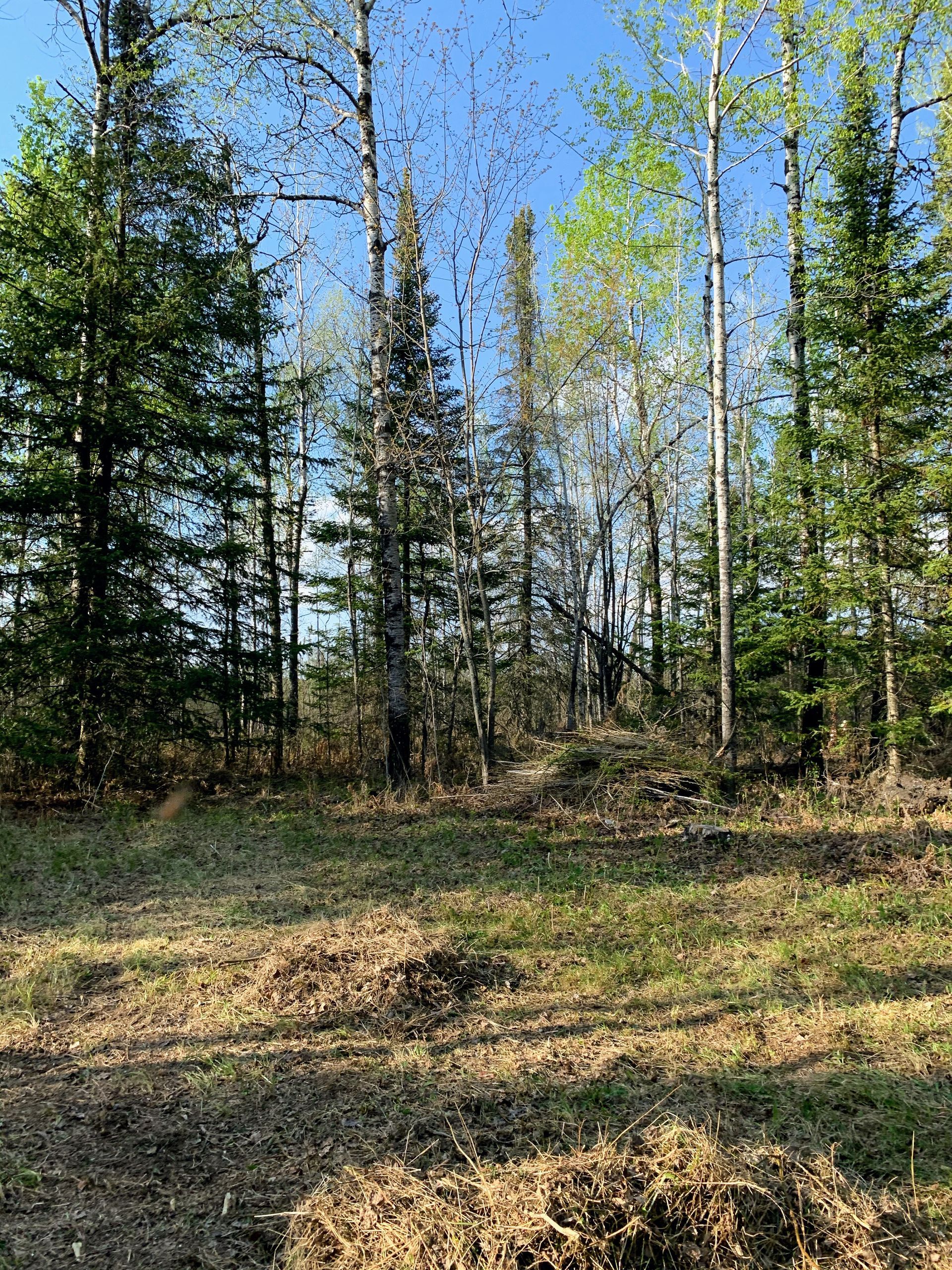 Sunny forest clearing with tall evergreen and birch trees under a blue sky