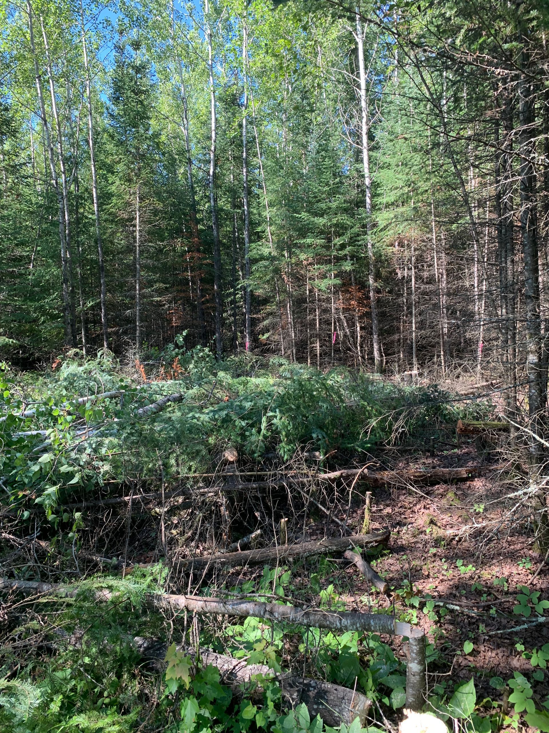 Dense green forest with tall trees and ferns under sunlight