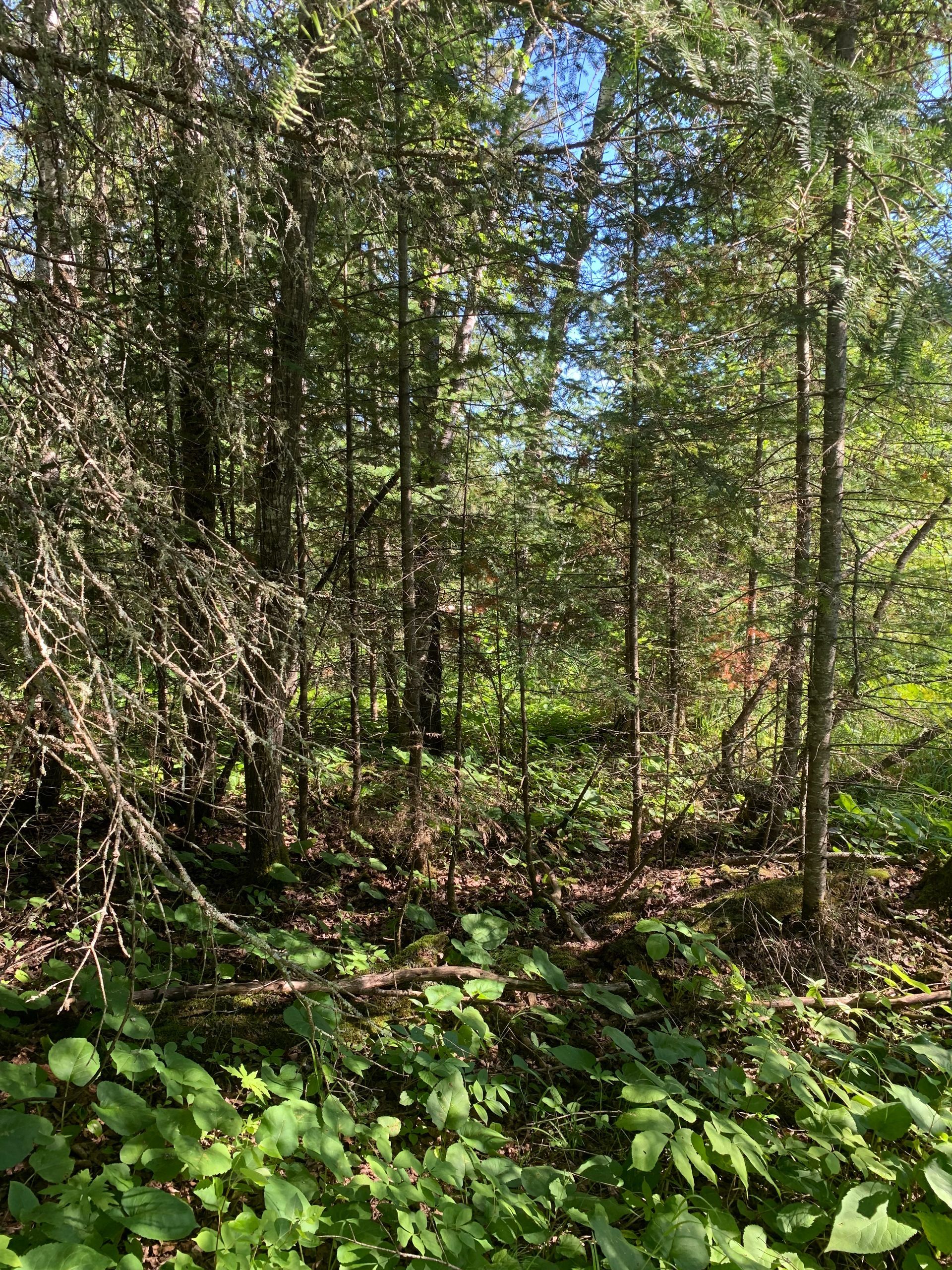 Dense green woodland with tall trees, leafy undergrowth, and sunlight filtering through the canopy.