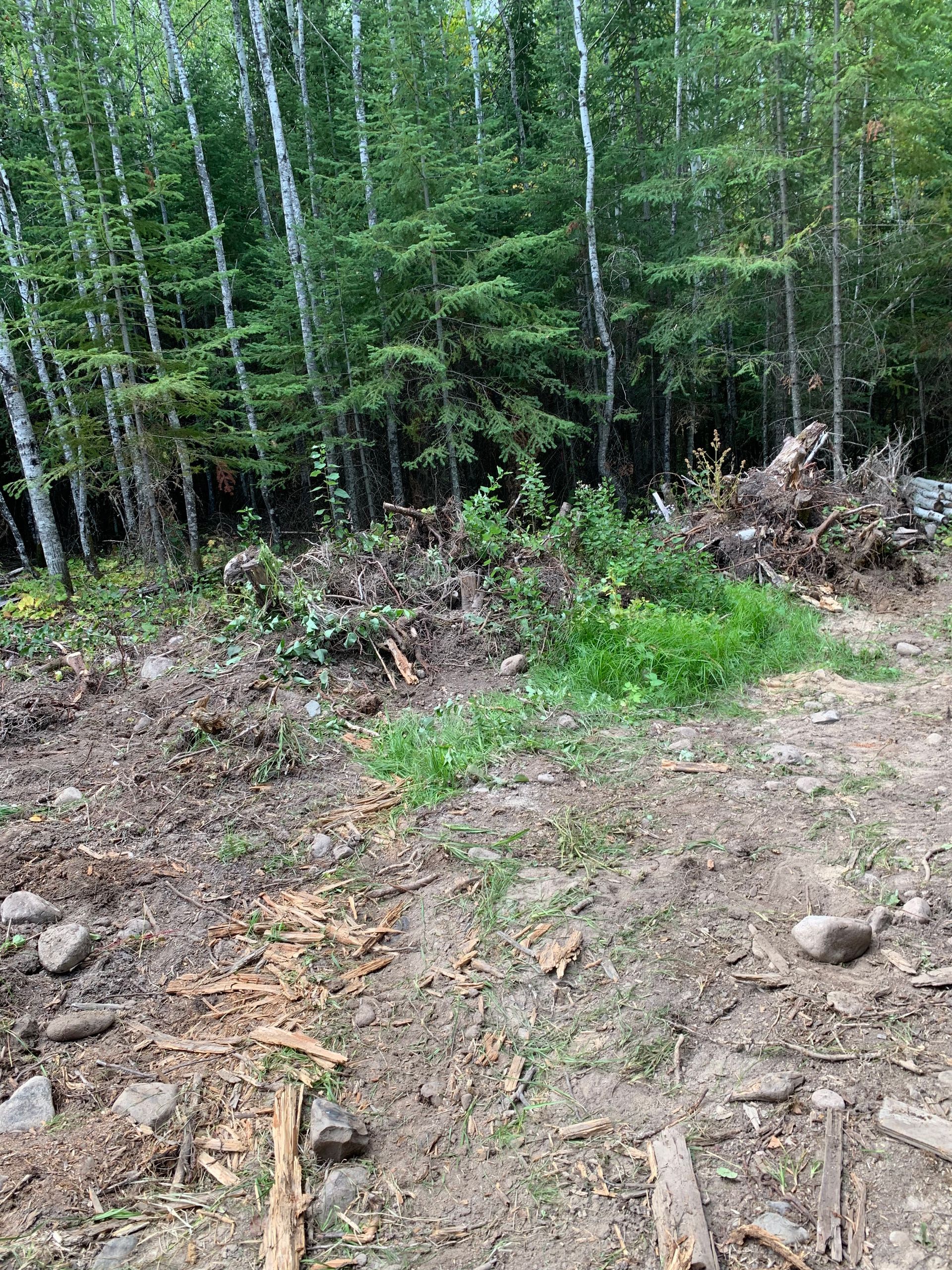 Forest trail with dirt path, fallen branches, and dense green trees in the background