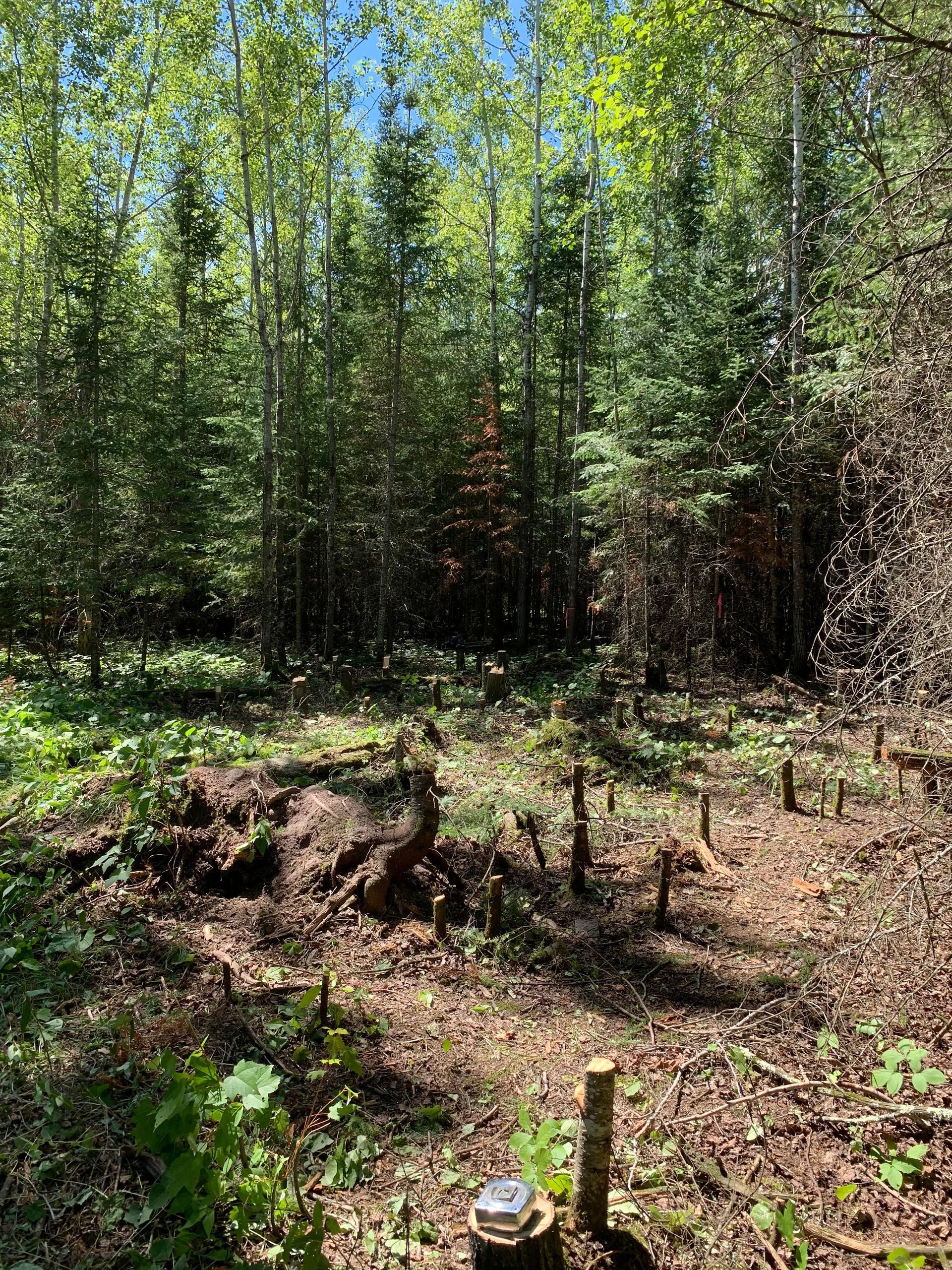 Forest clearing with a fallen log, saplings, and dense green trees in the background.