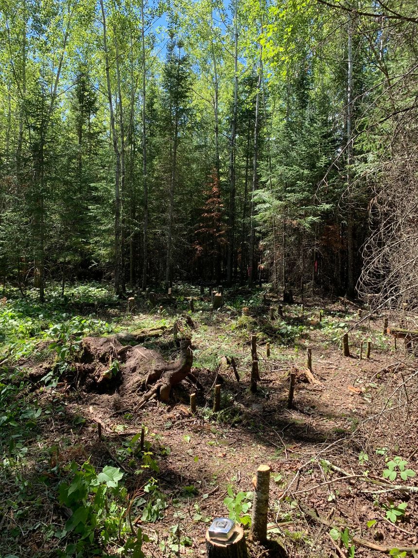 Forest clearing with a fallen log, saplings, and dense green trees in the background.