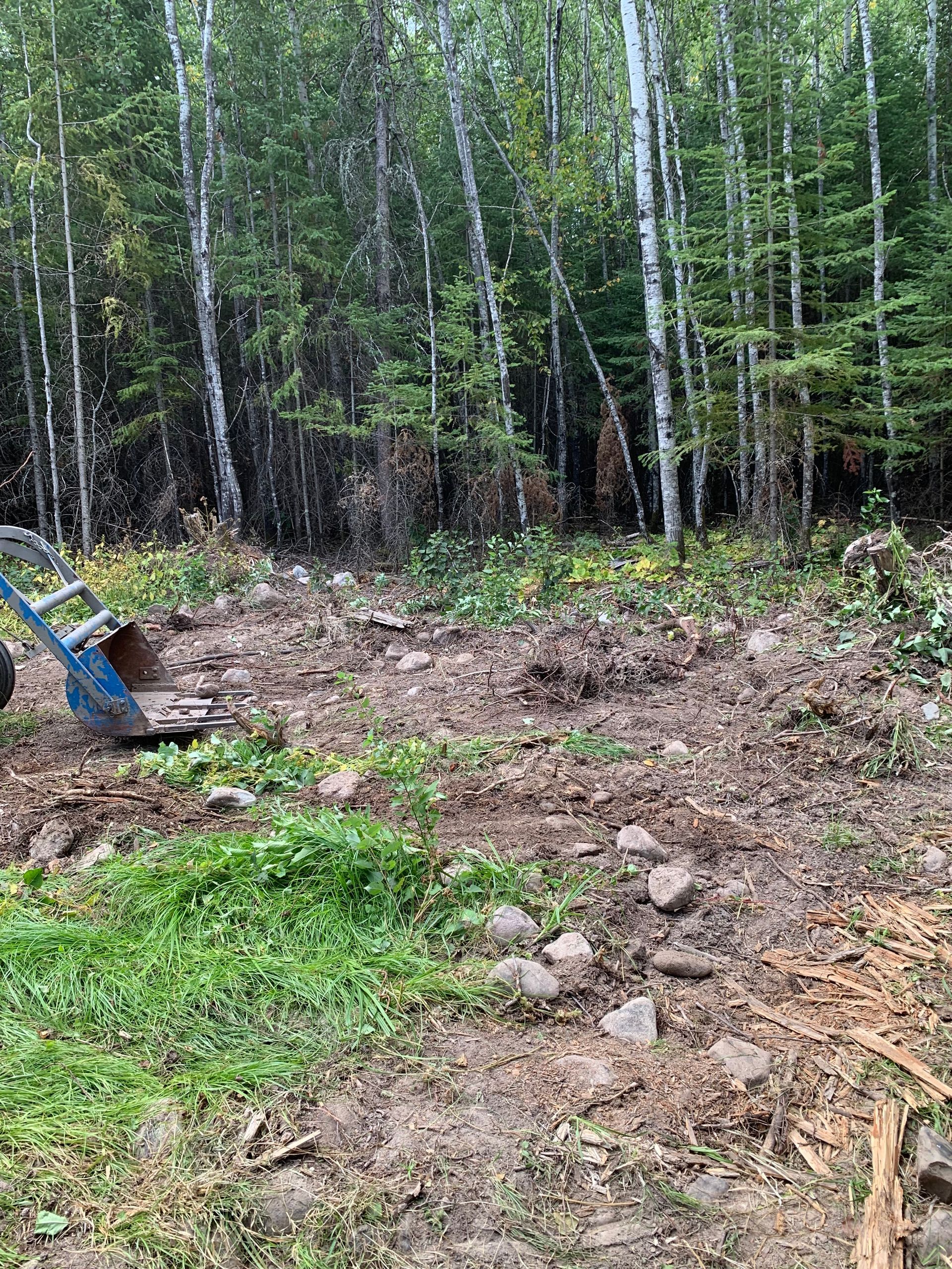 Cleared muddy patch beside a birch forest, with a blue wheelbarrow at left and scattered rocks in foreground