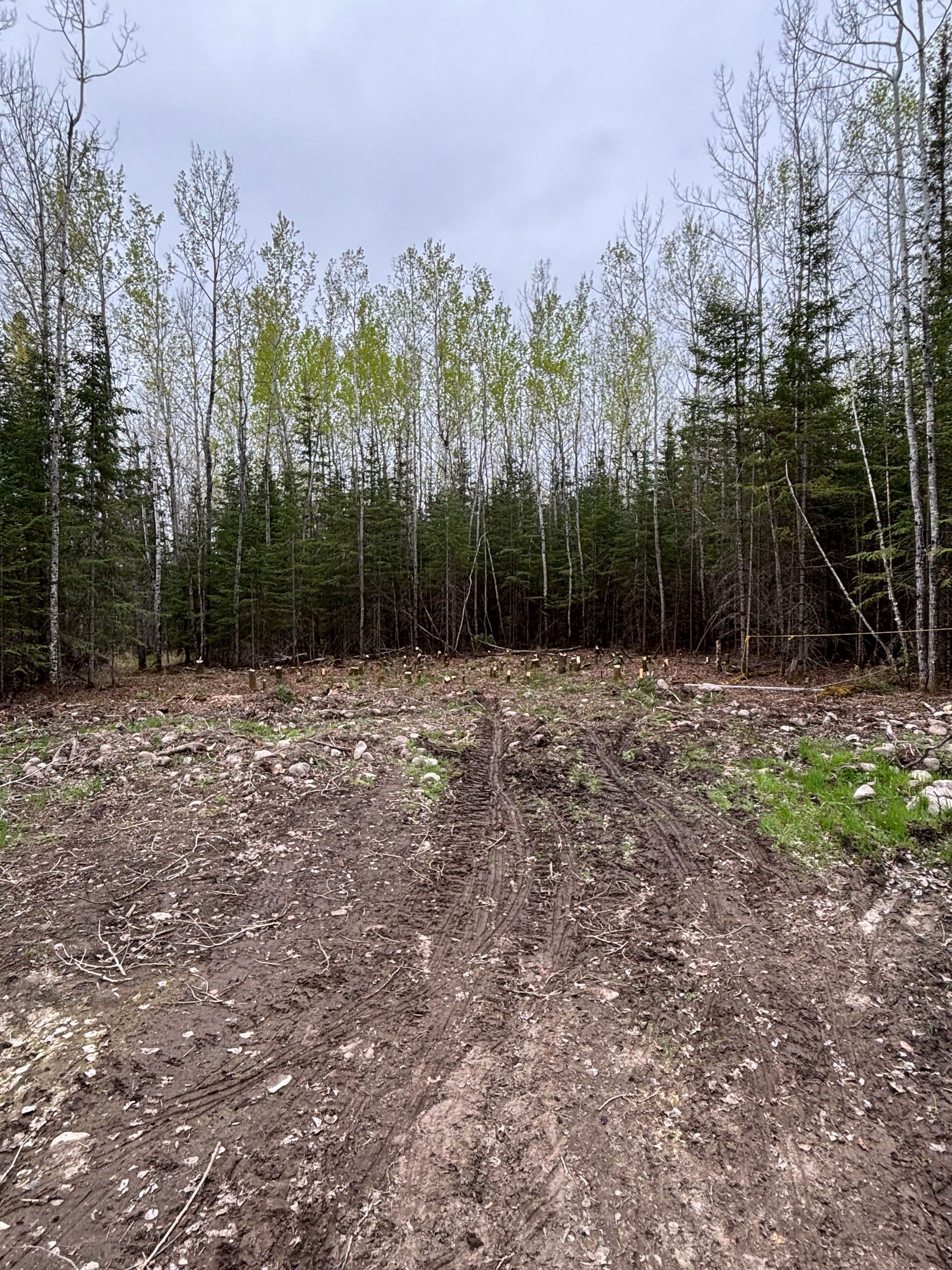 Mud track leading into a sparse birch forest under an overcast sky.