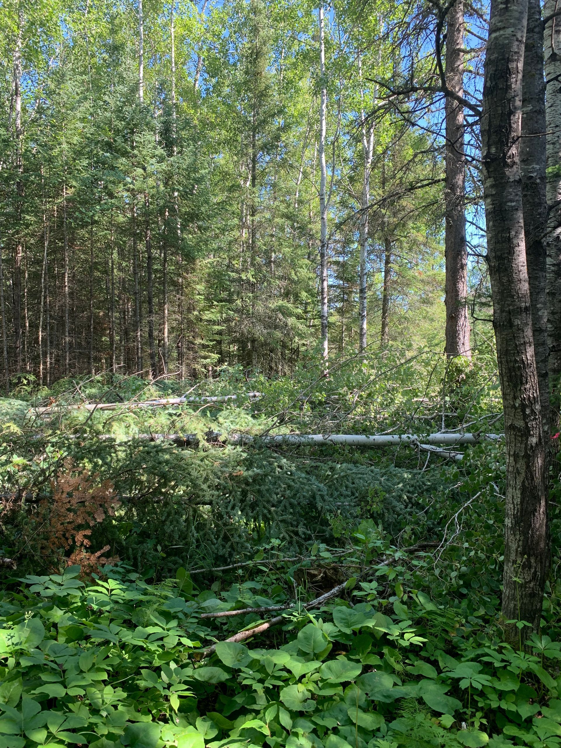 Sunlit forest clearing with dense green foliage and tall trees
