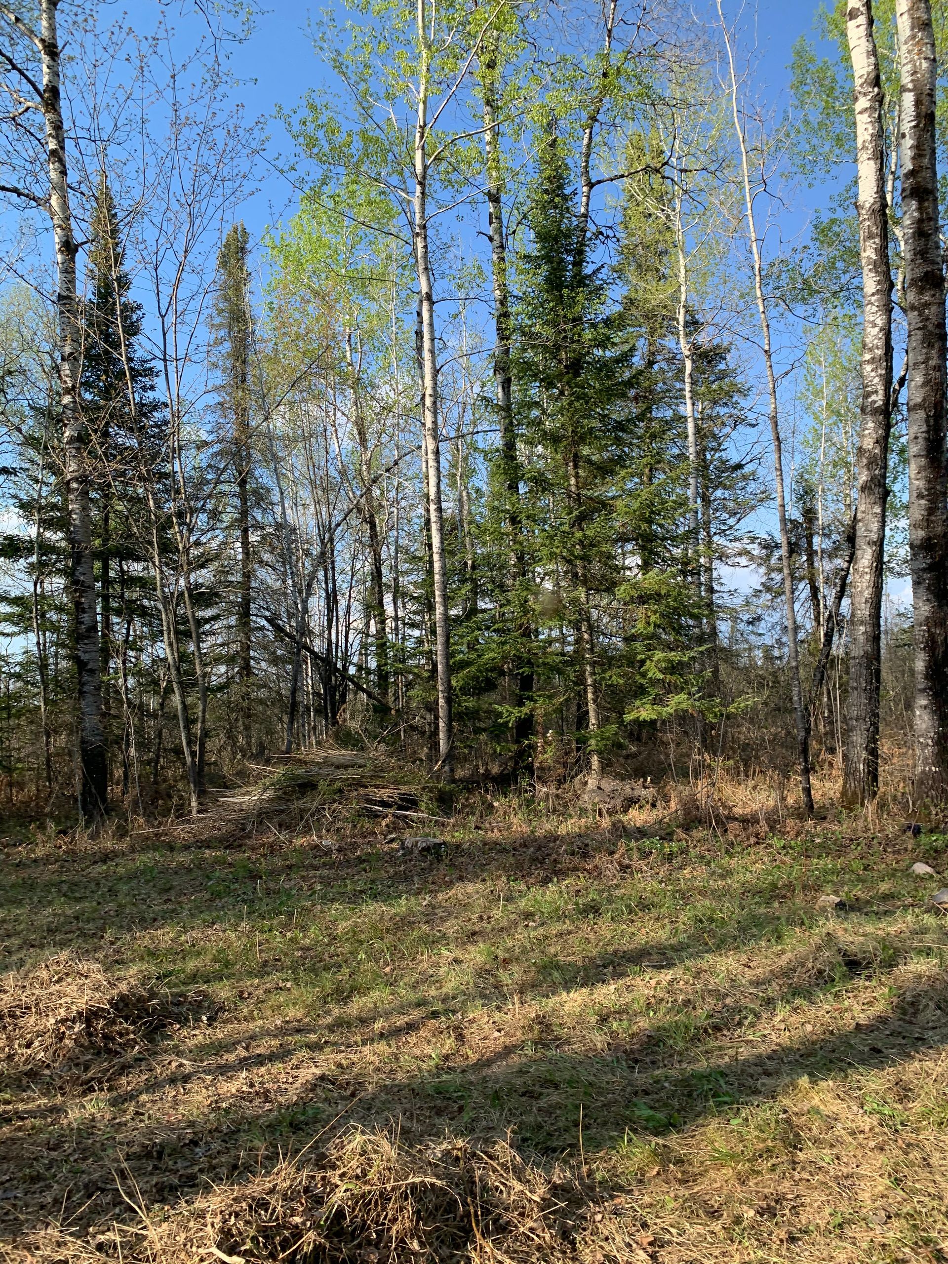 Leafy woodland clearing with tall trees, sparse underbrush, and bright blue sky.