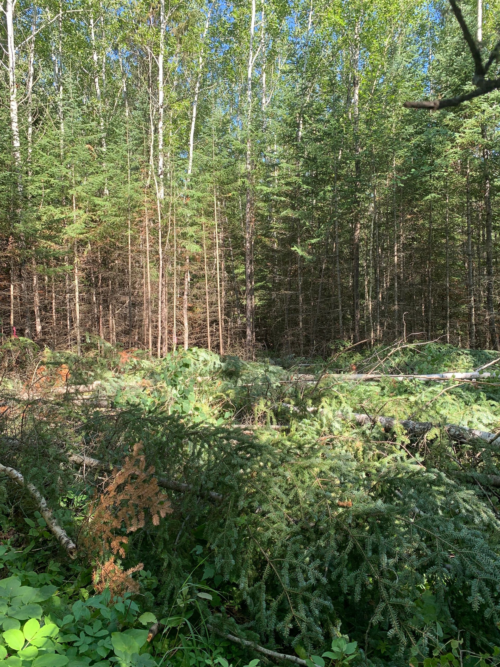 Sunlit forest clearing with dense green foliage and tall trees in the background