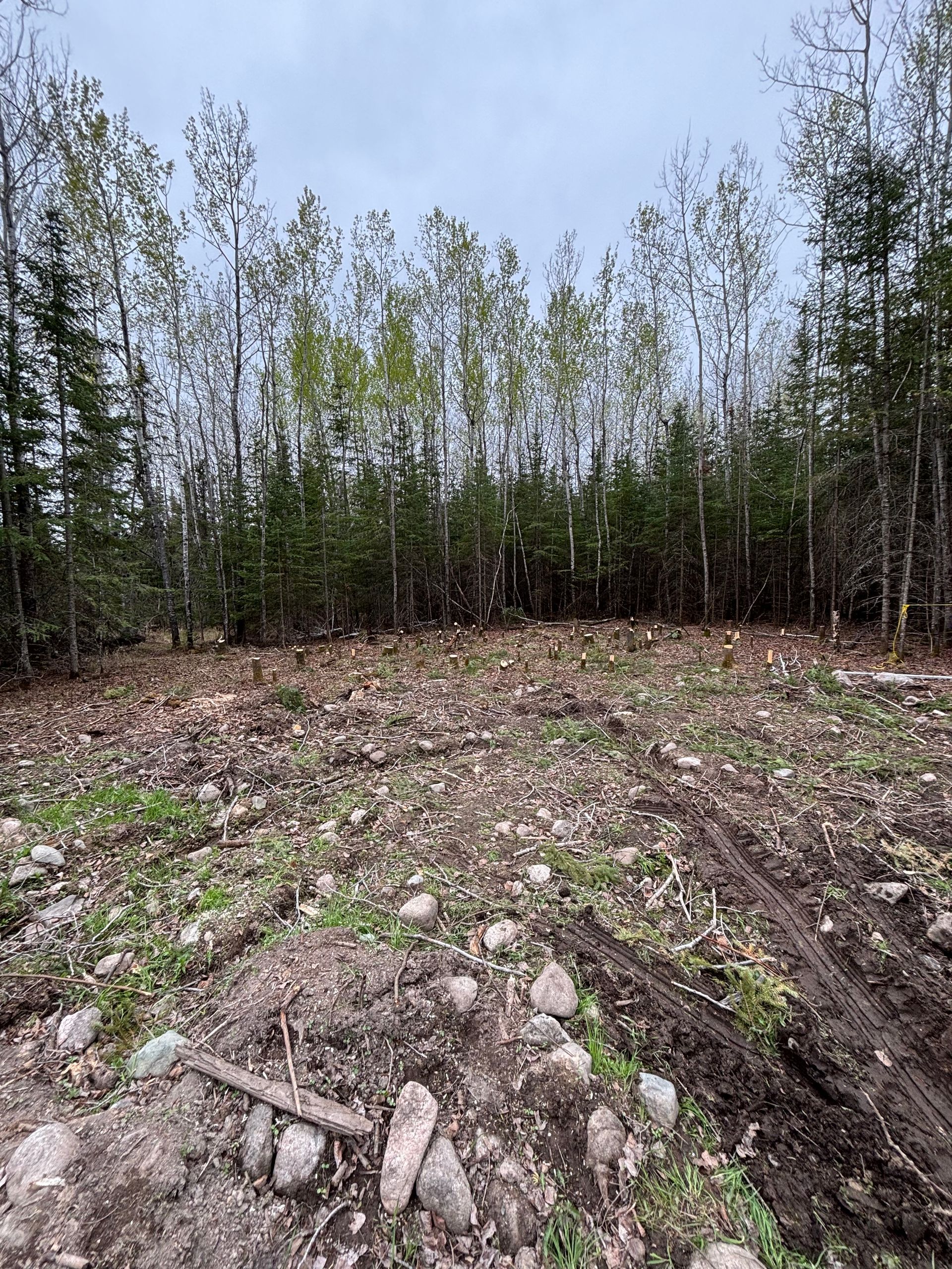 Rocky dirt clearing bordered by thin green trees under a cloudy sky