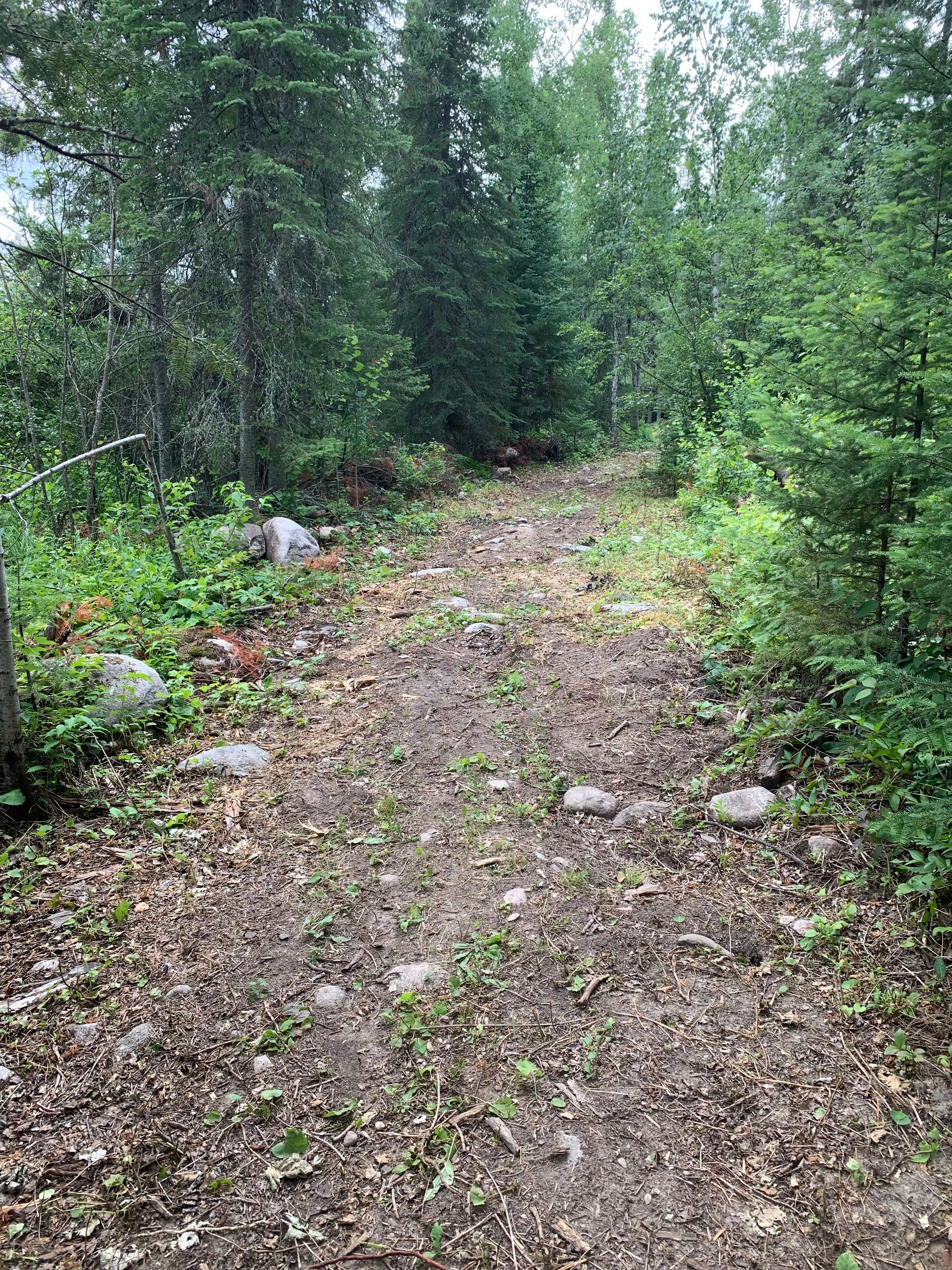 Narrow rocky forest trail with green trees and undergrowth on both sides