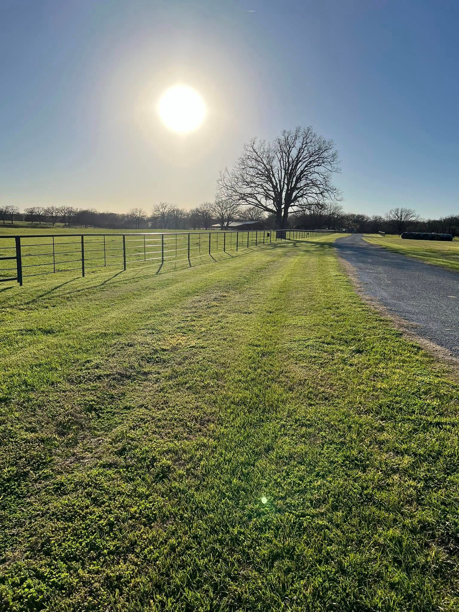 Sunlit country path beside a grassy field and fence, with a lone tree under a bright sky