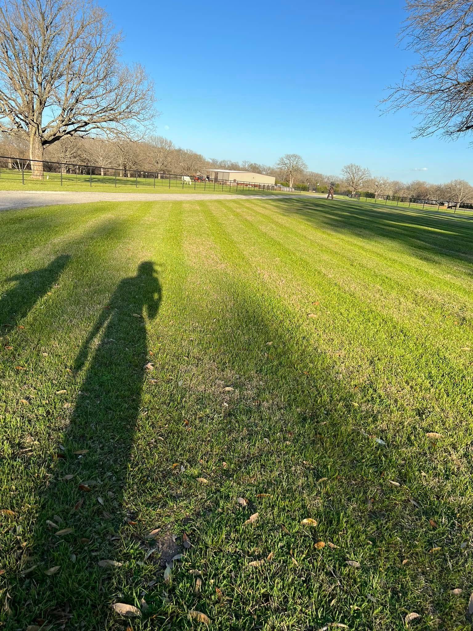 Sunny grassy field with long shadows, leafless trees, and a blue sky