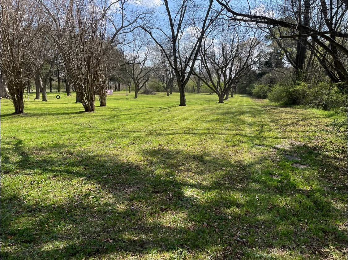 Sunny grassy orchard with leafless trees and patches of shade