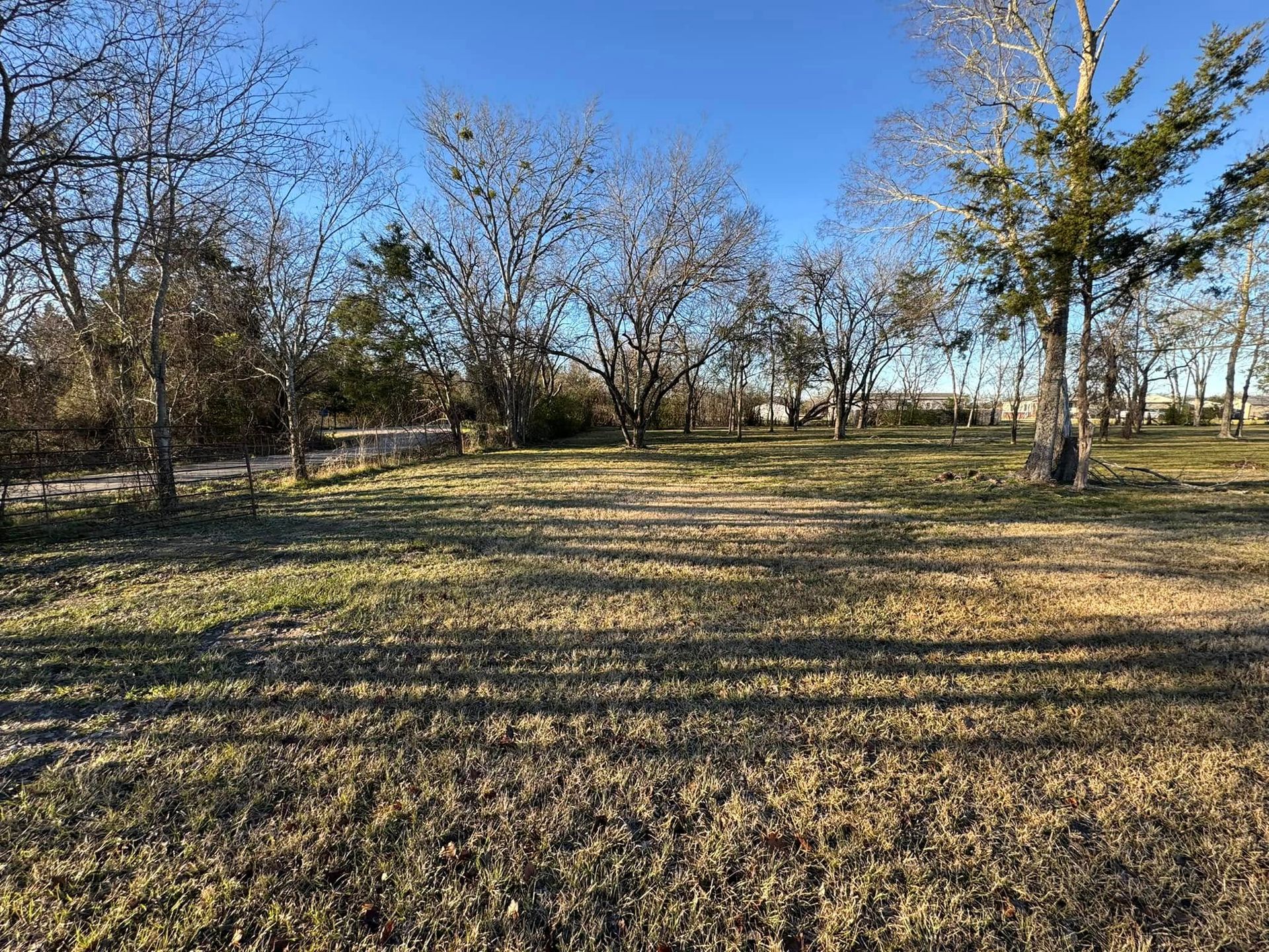 Leafless trees in a sunlit grassy field under a clear blue sky