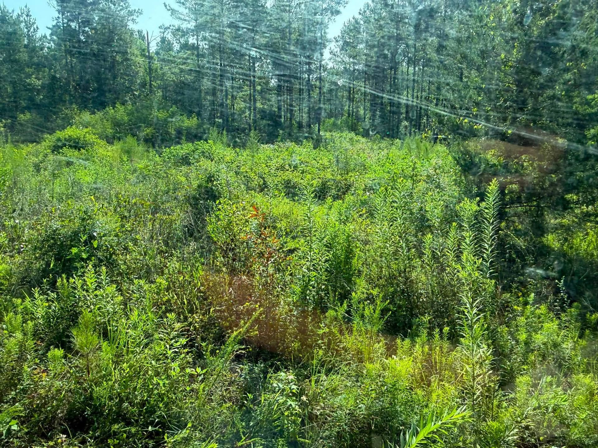 Sunny forest clearing with dense green shrubs, tall trees, and a grassy wetland foreground