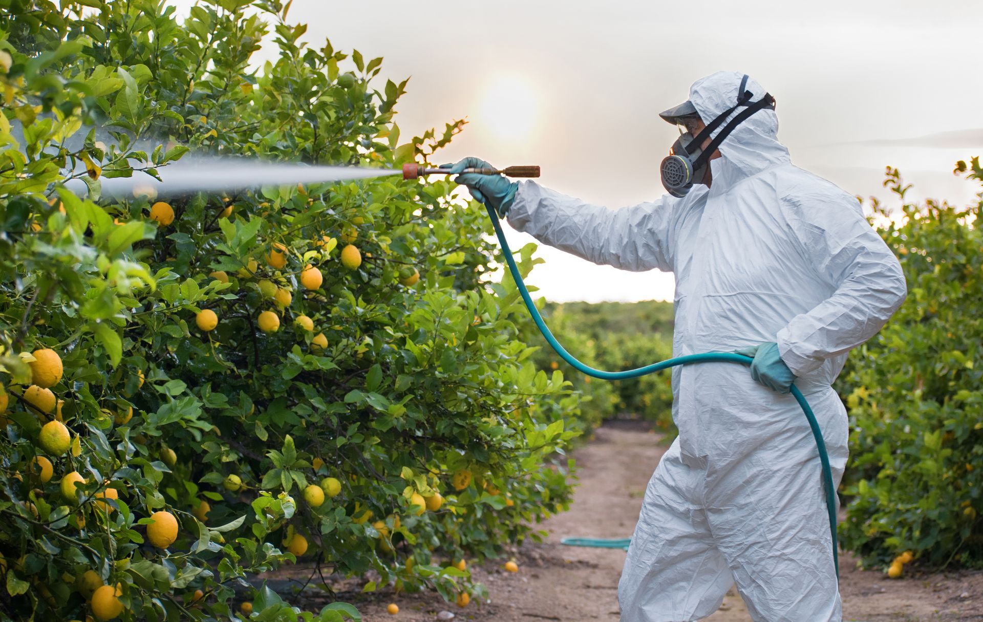 A man in a protective suit is spraying pesticides on lemon trees.