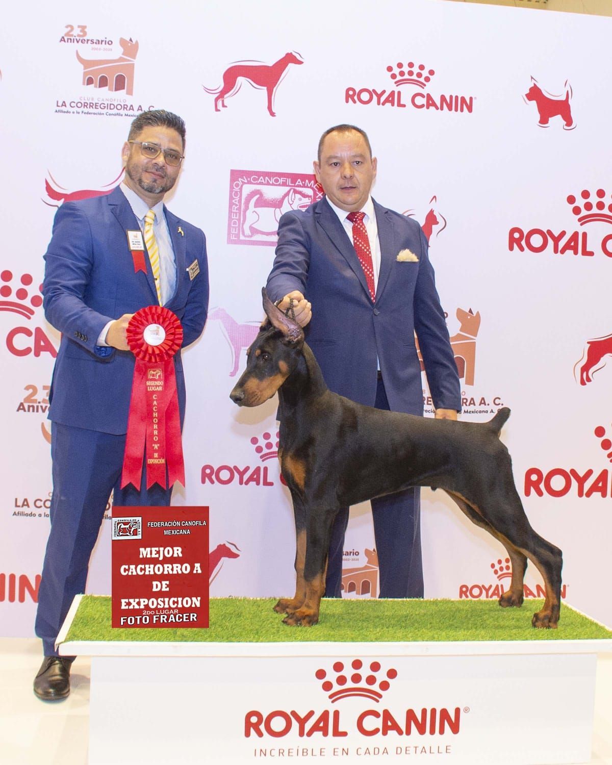 doberman en venta