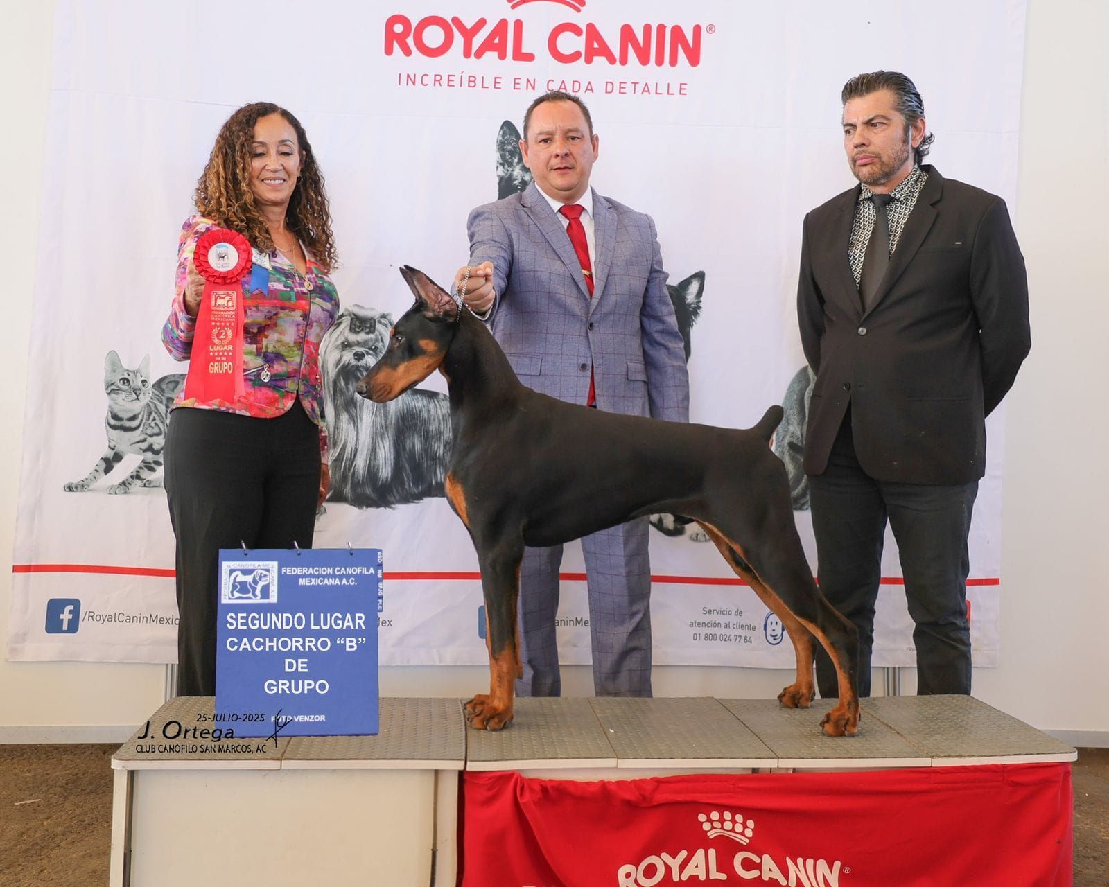 doberman en venta
