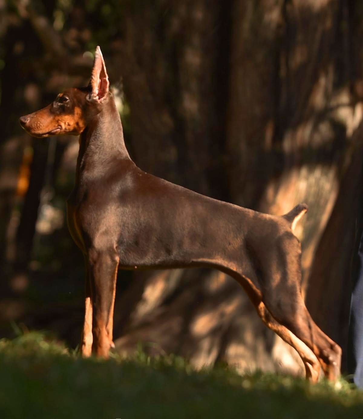 cachorro dobeman en venta