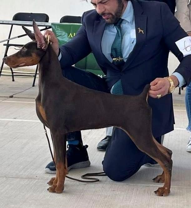 cachorro dobeman en venta